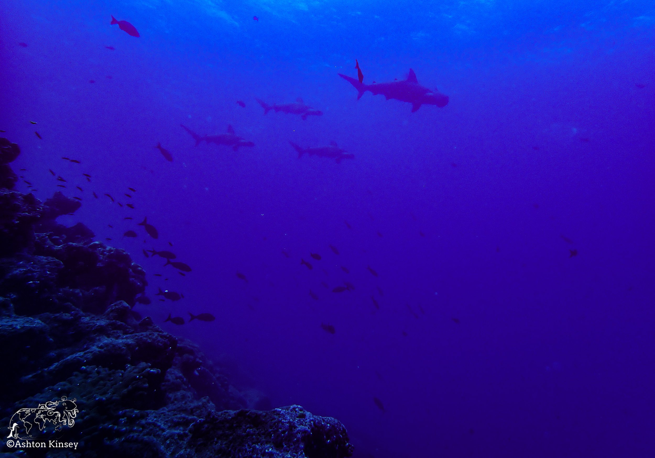 Darwin Island 6-Diving-2.jpg
