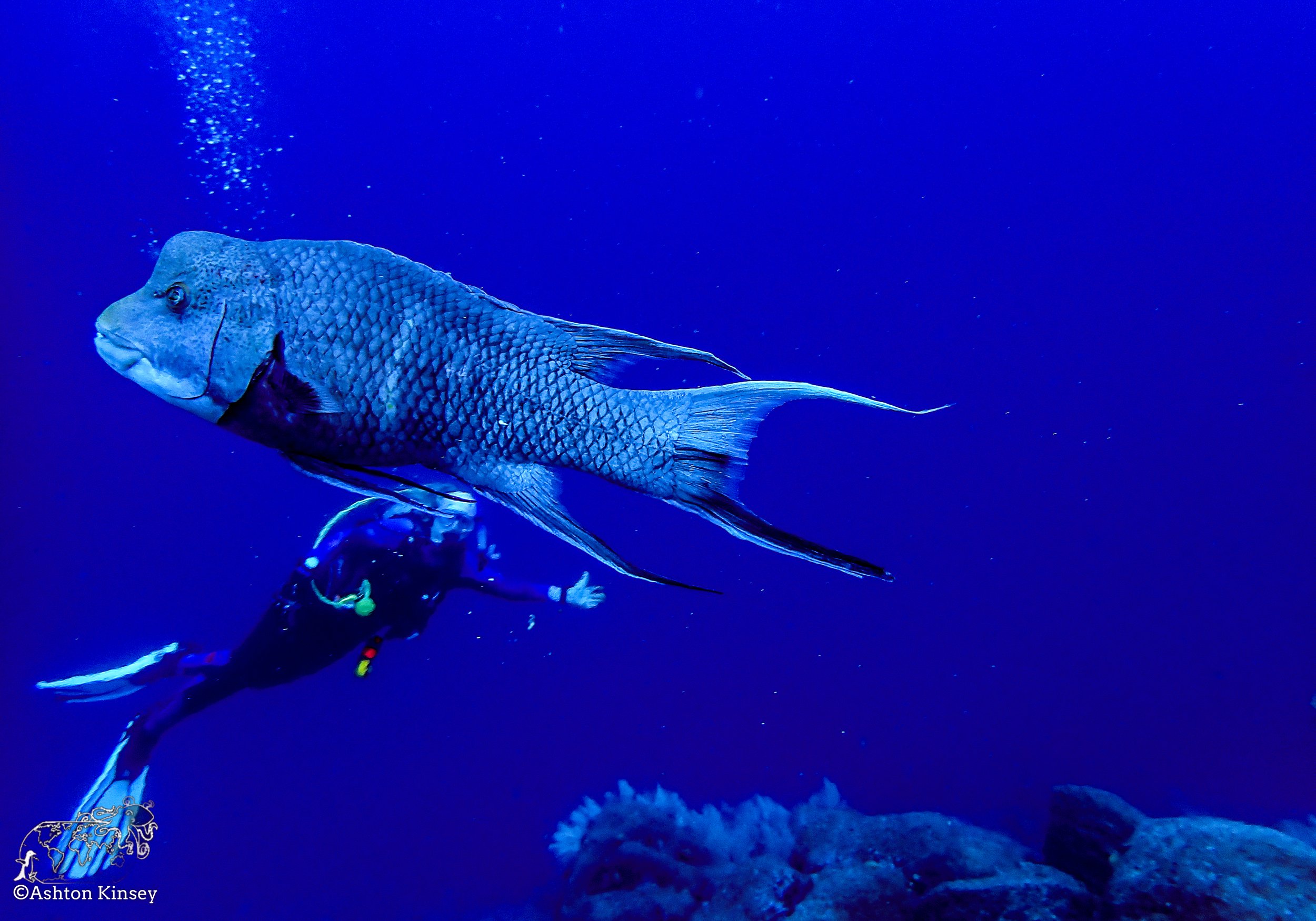 Darwin Island 6-Diving-3.jpg