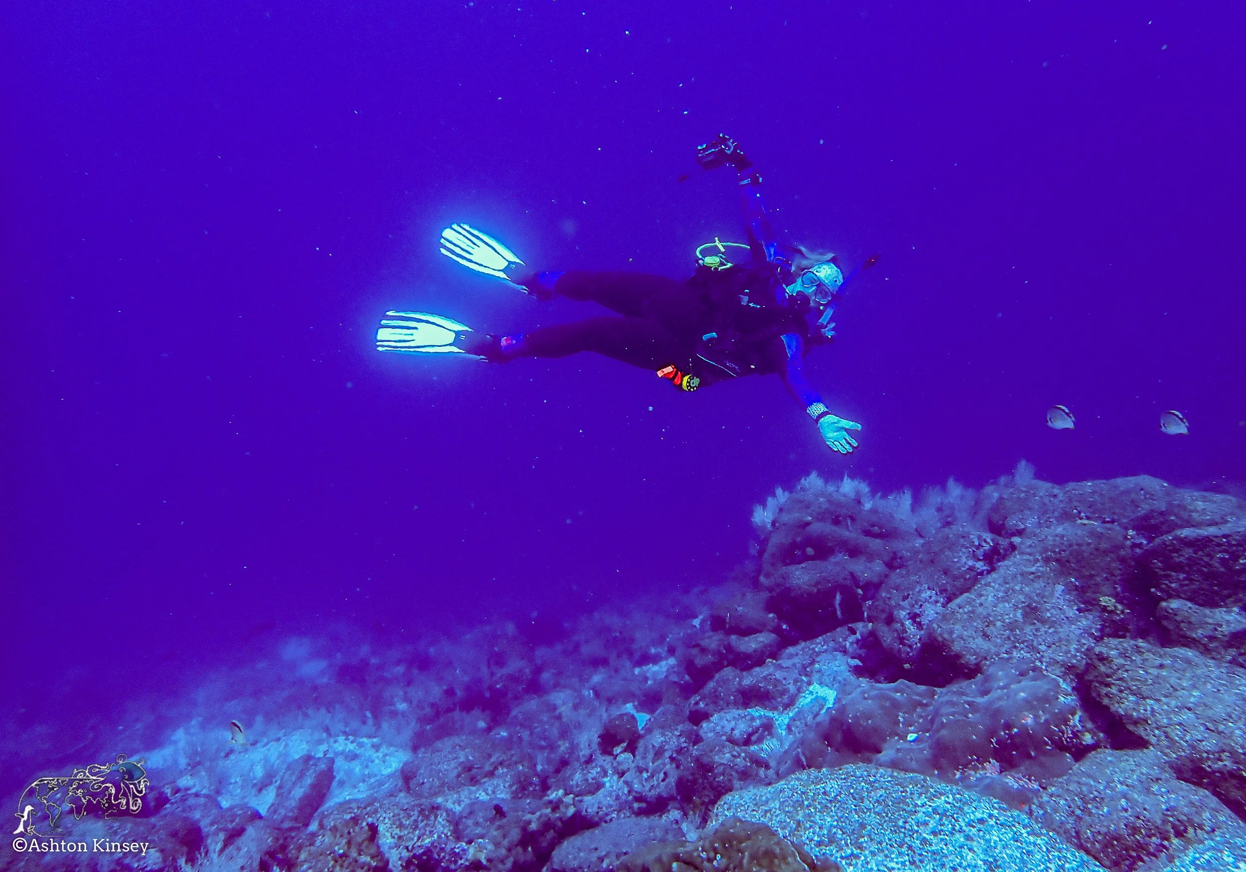 Darwin Island 6-Diving-4.jpg
