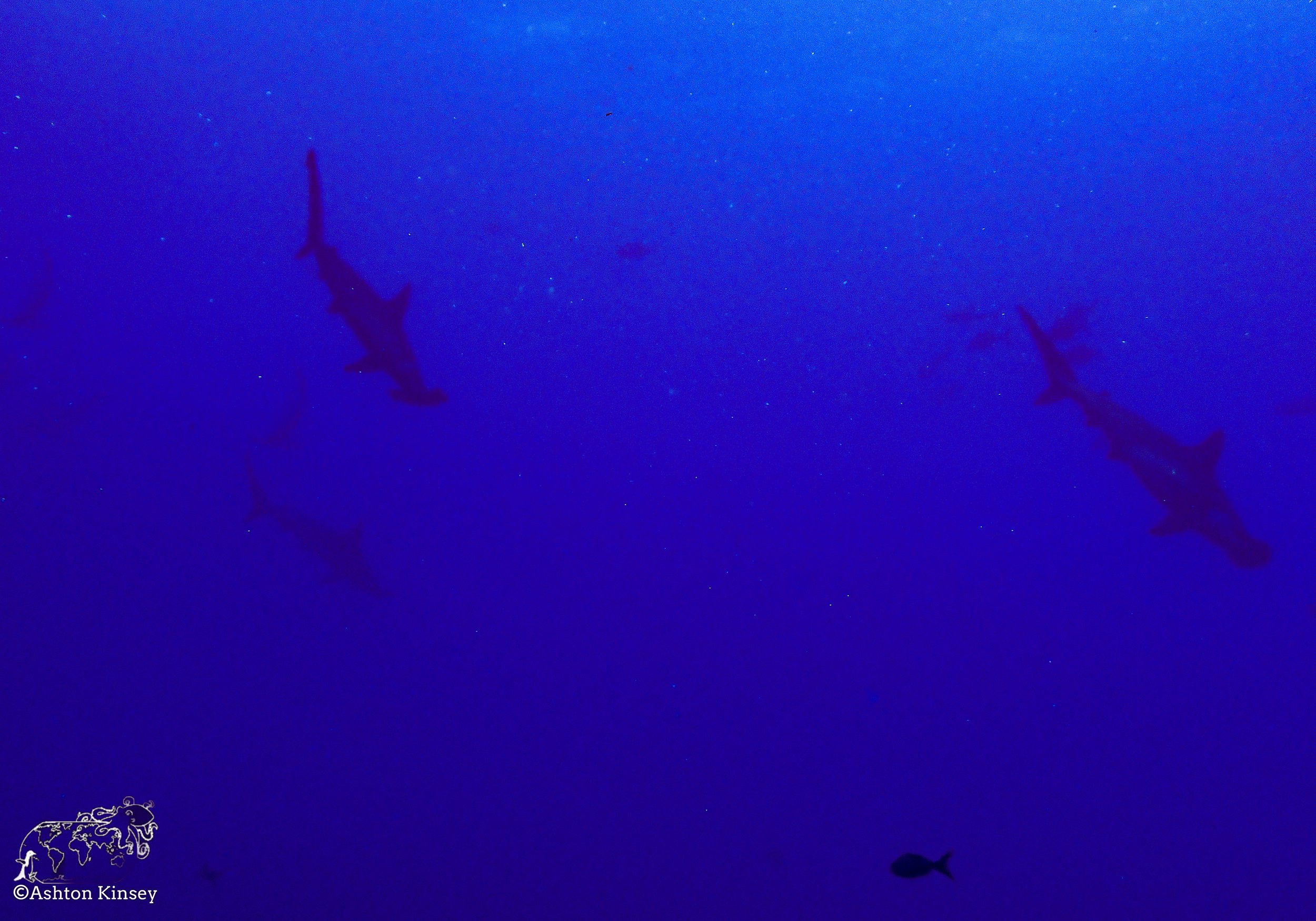 Darwin Island 6-Diving-6.jpg