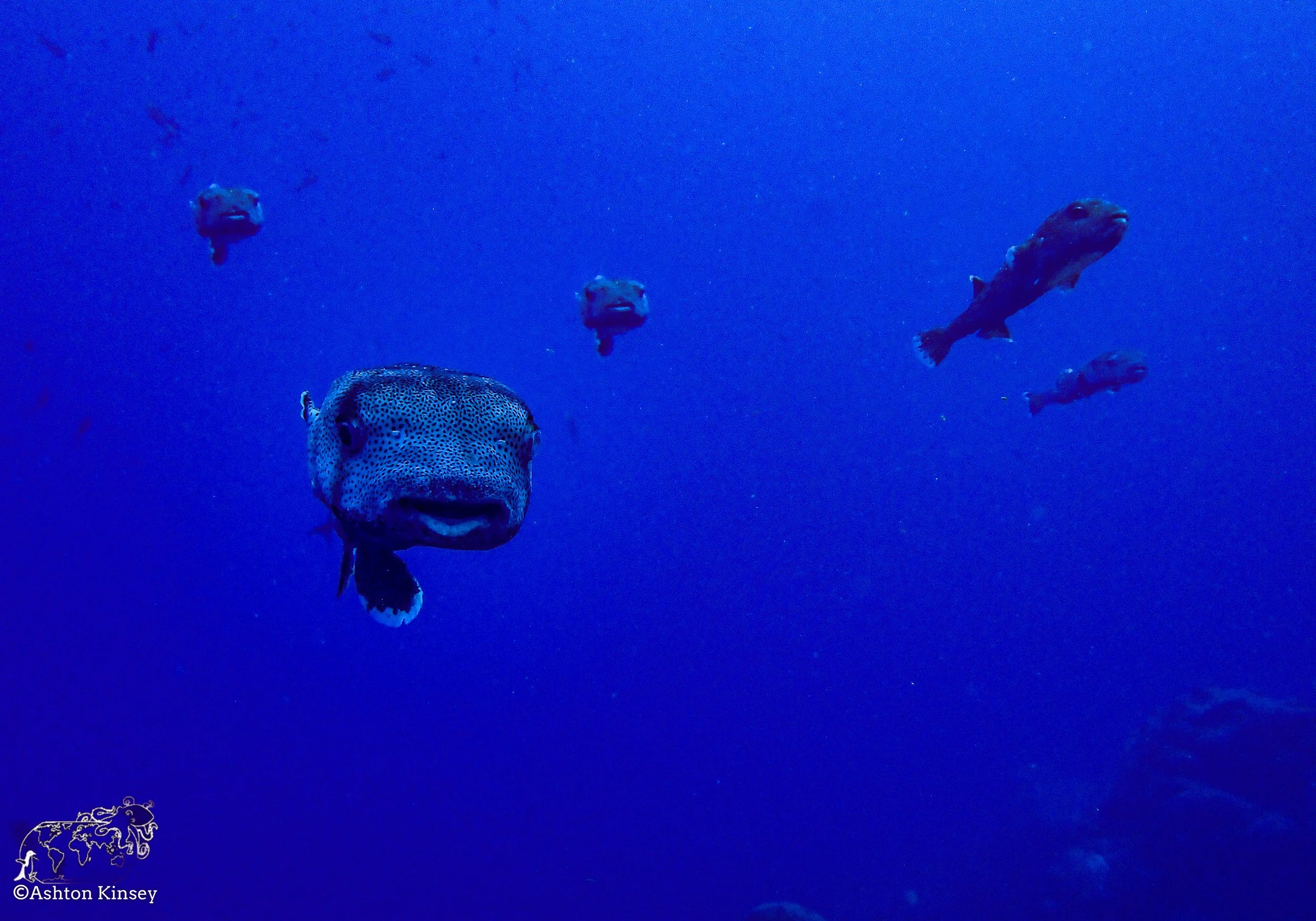 Darwin Island 6-Diving-8.jpg