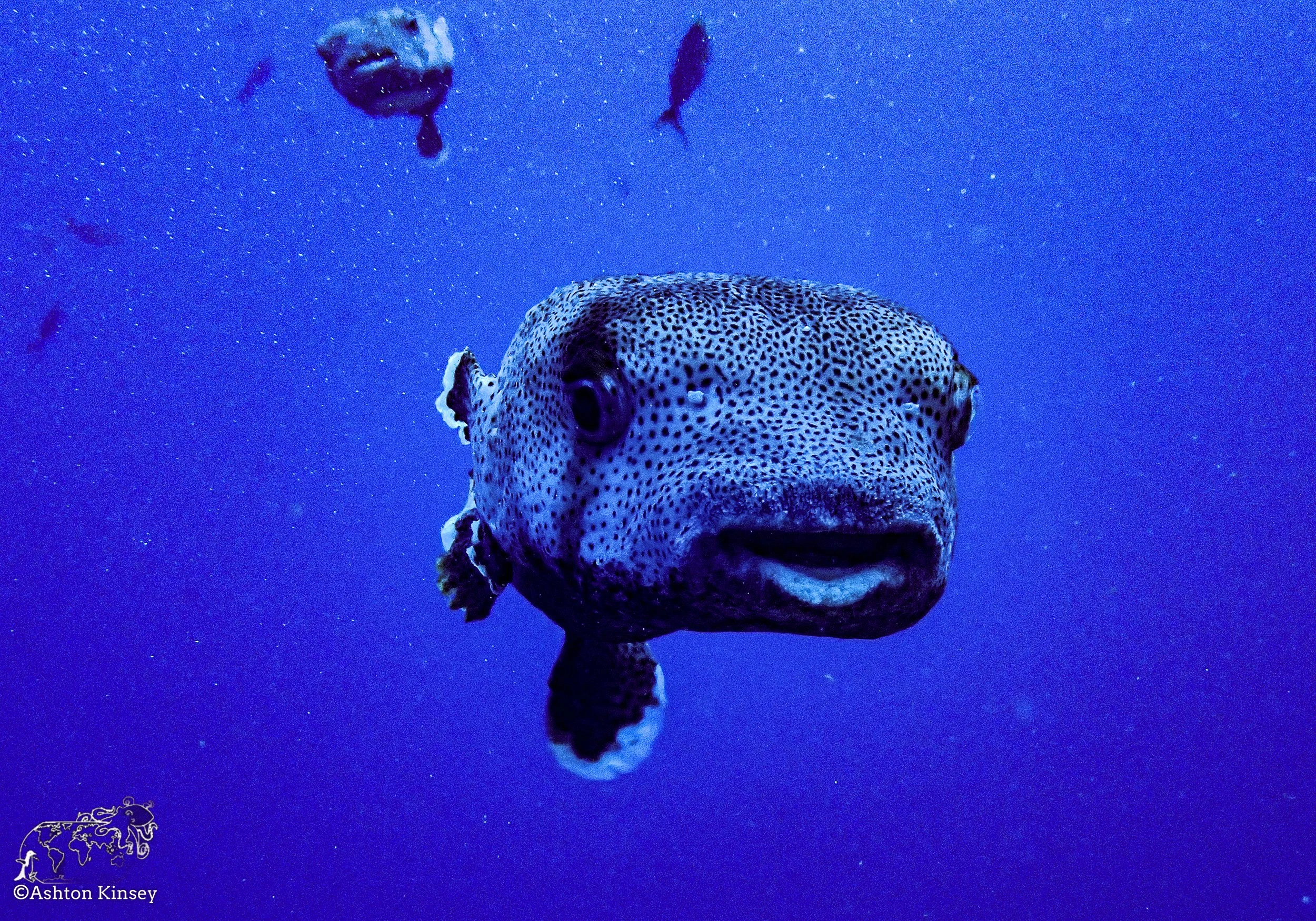 Darwin Island 6-Diving-9.jpg