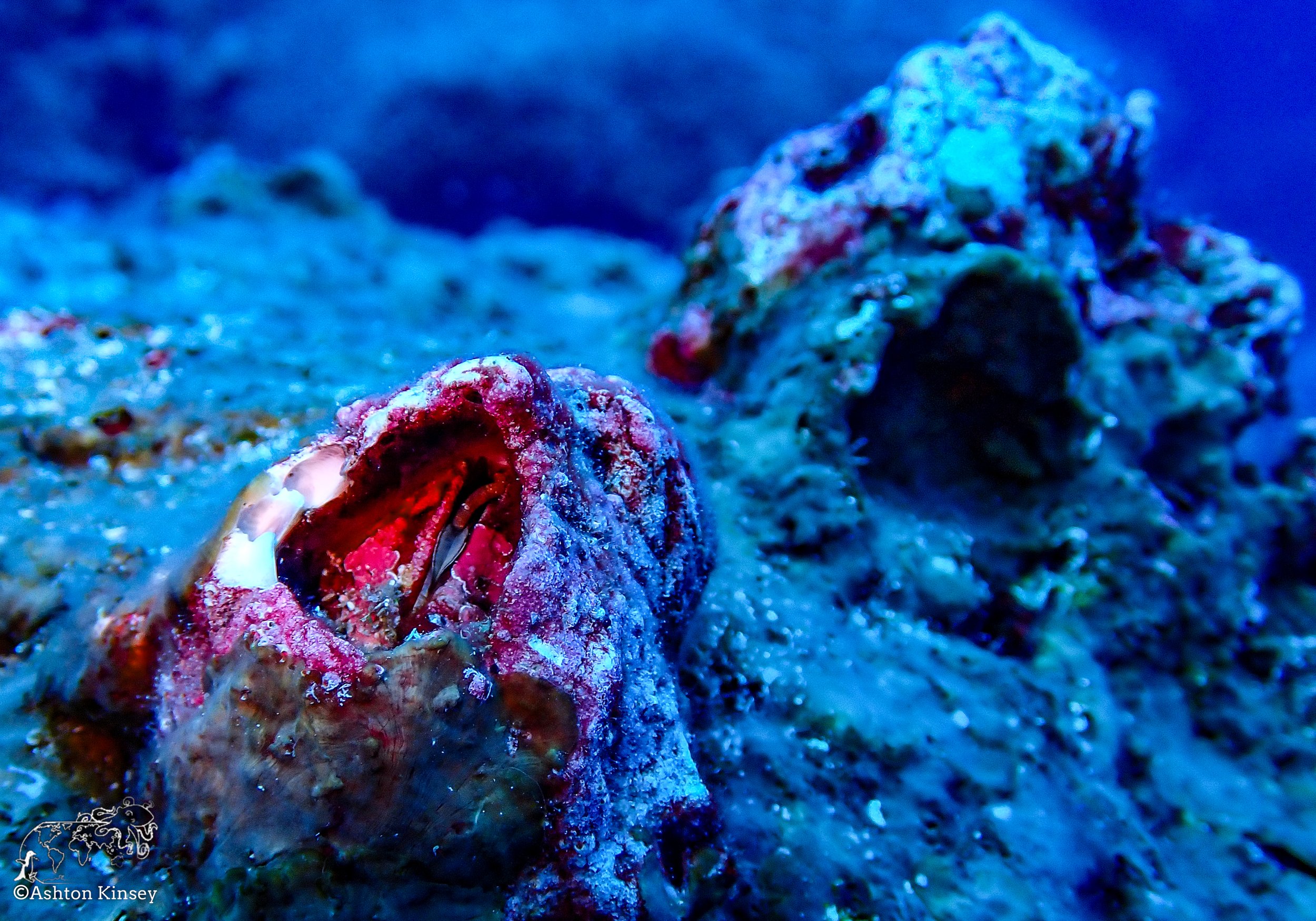 Darwin Island 6-Diving-11.jpg