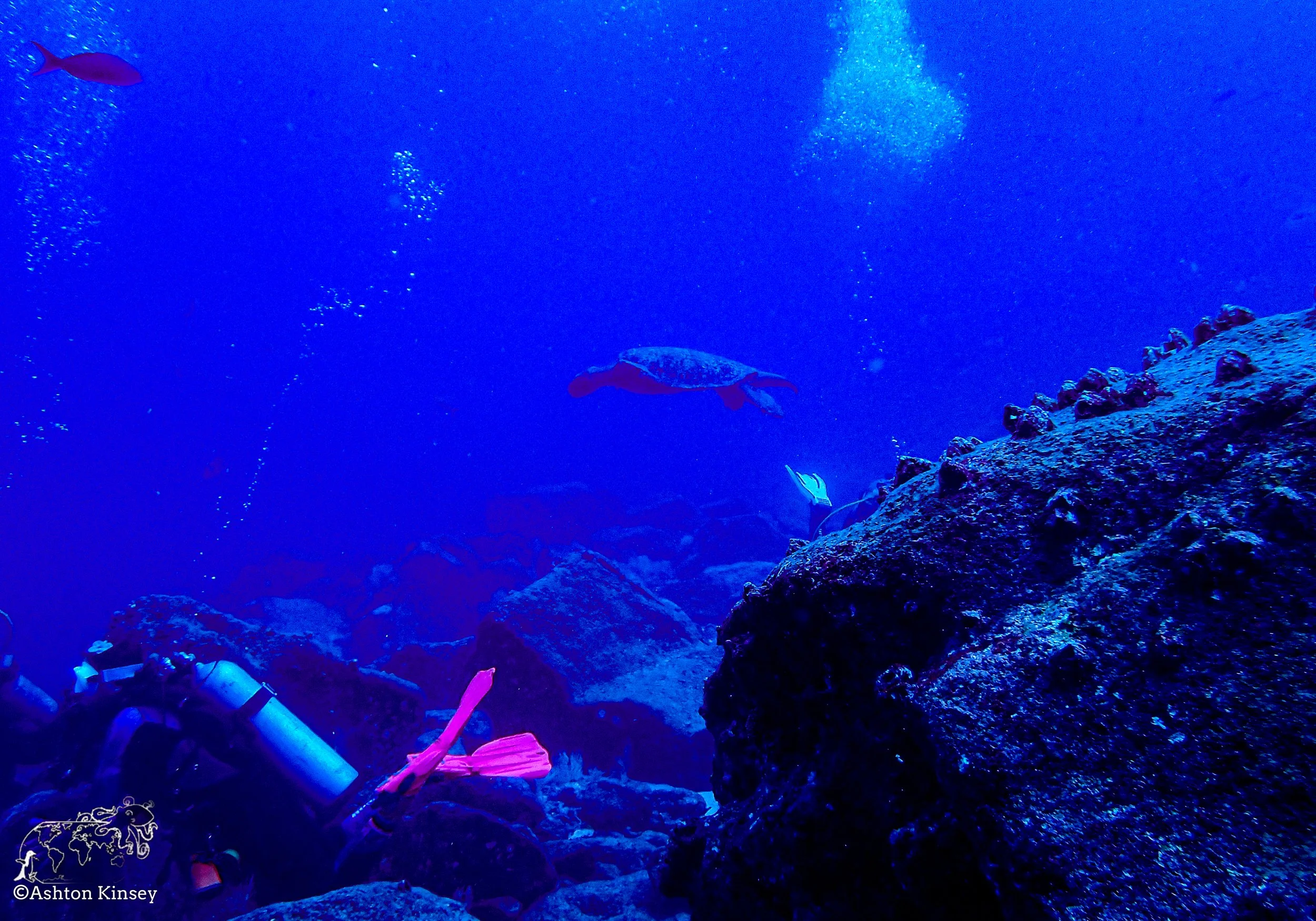 Darwin Island 6-Diving-12.jpg