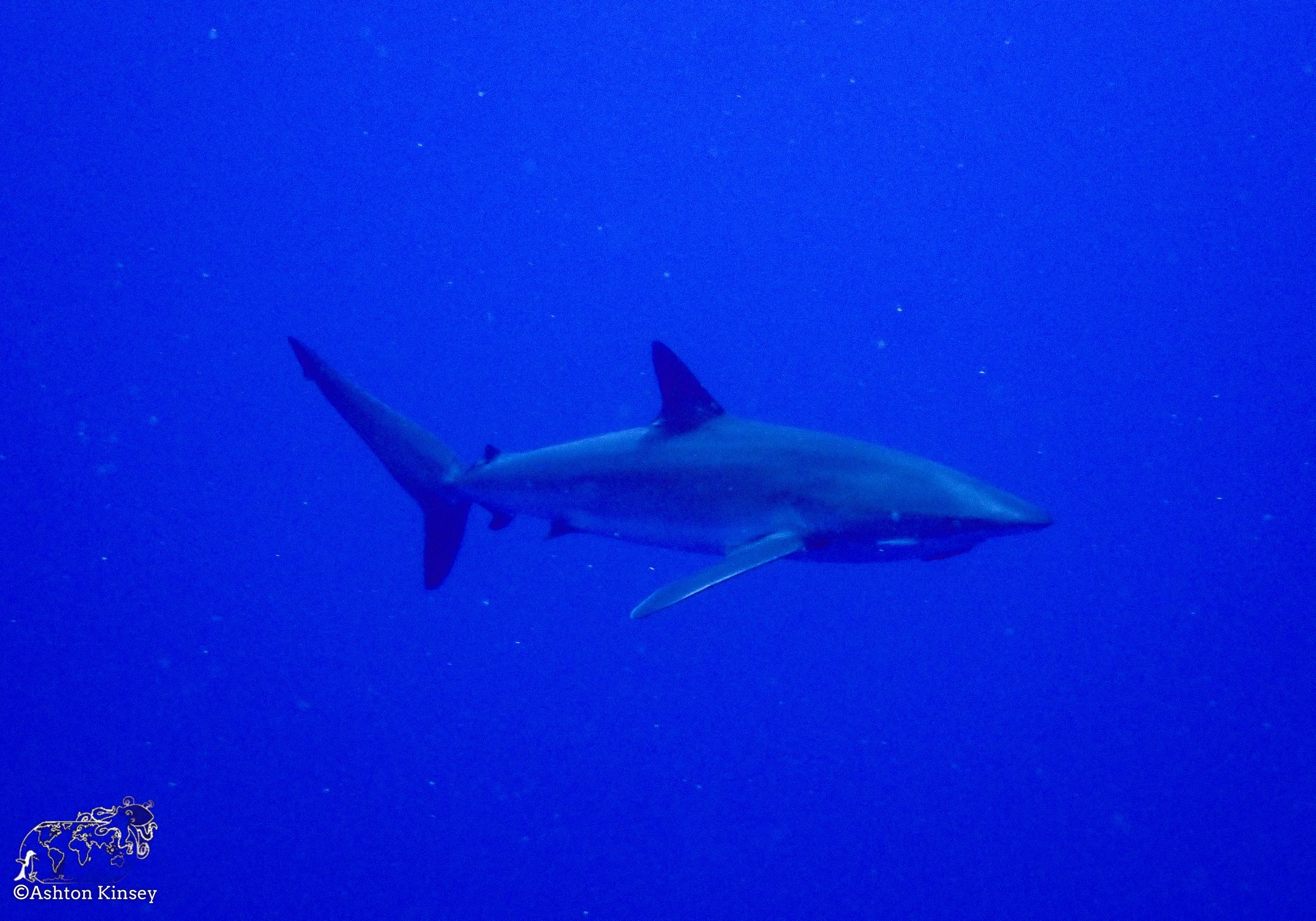 Darwin Island 6-Diving-13.jpg