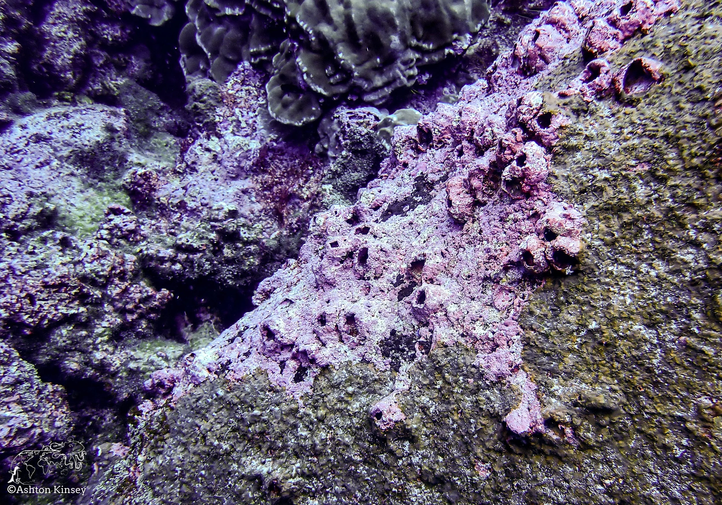 Darwin Island 7-Diving-2.jpg