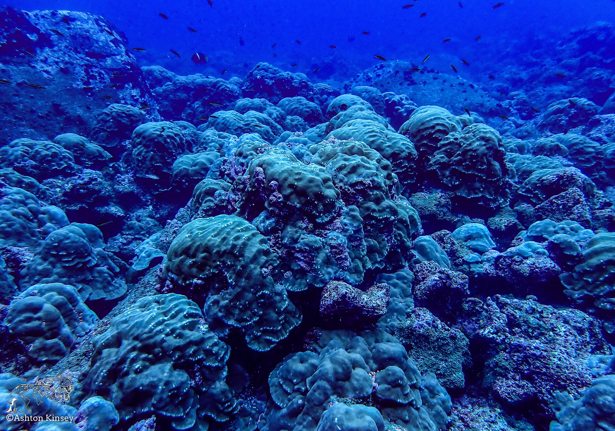 Darwin Island 7-Diving-1.jpg
