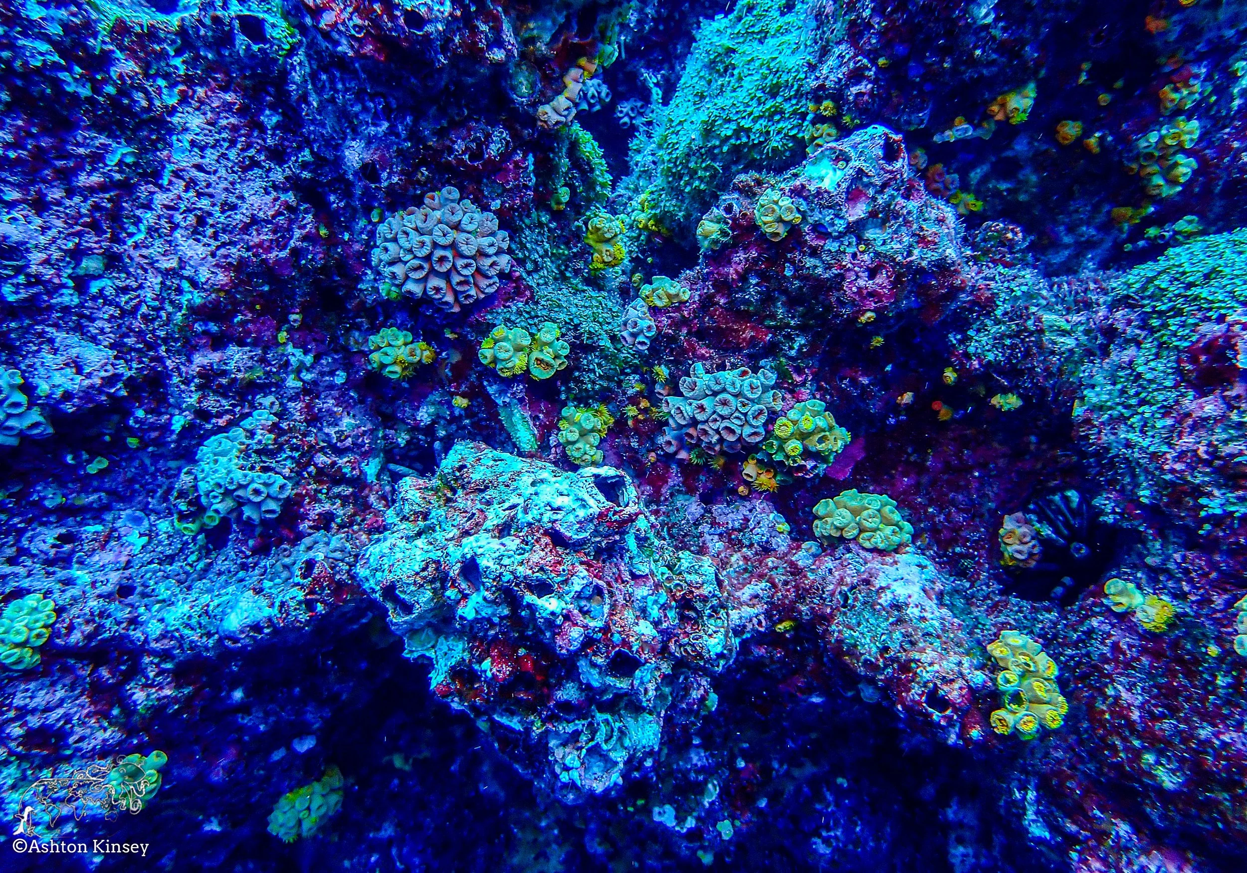 Darwin Island 7-Diving-3.jpg
