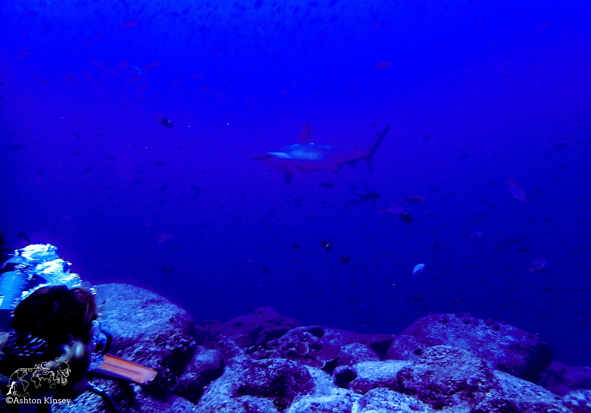 Darwin Island 7-Diving-4.jpg