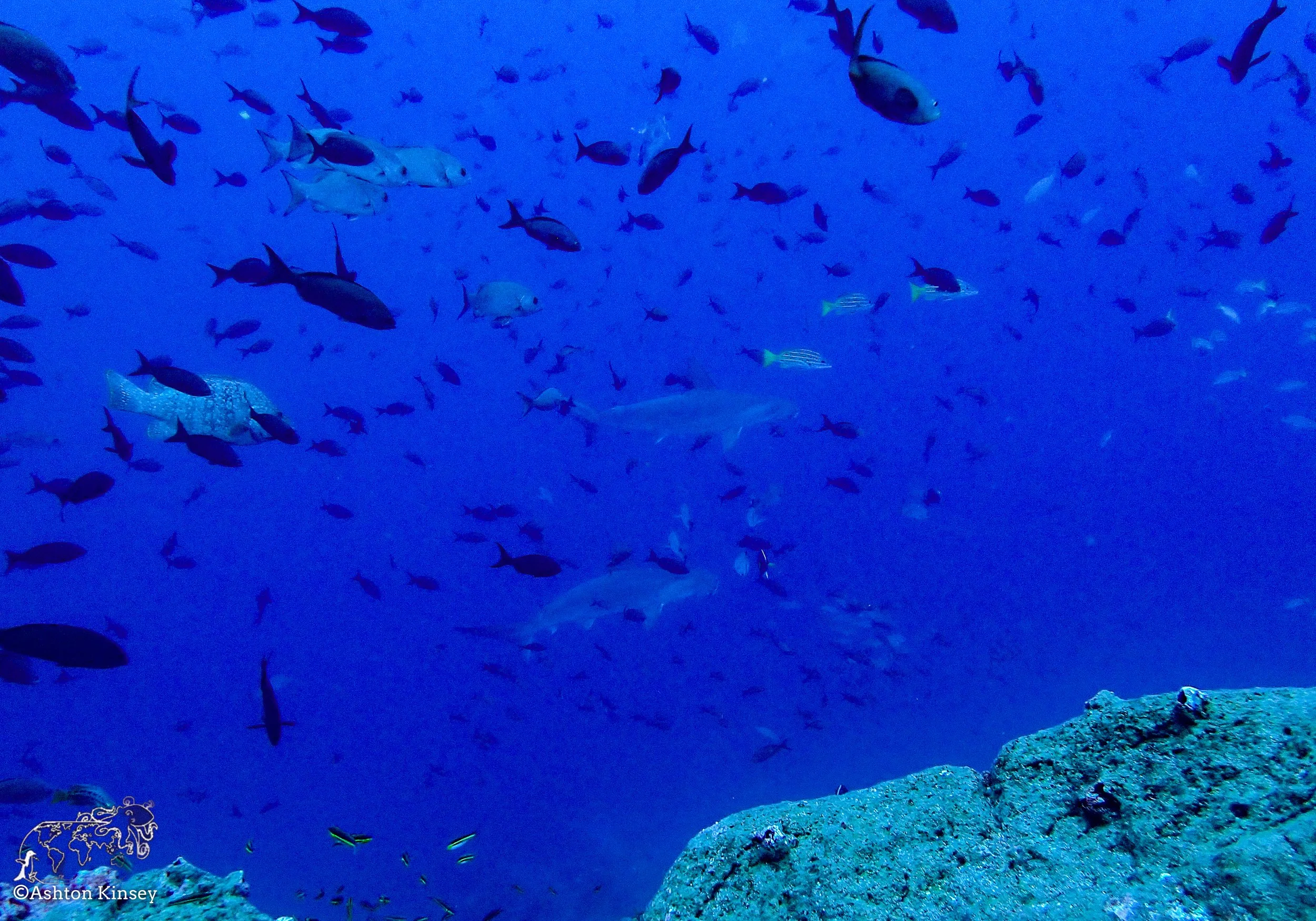 Darwin Island 7-Diving-6.jpg