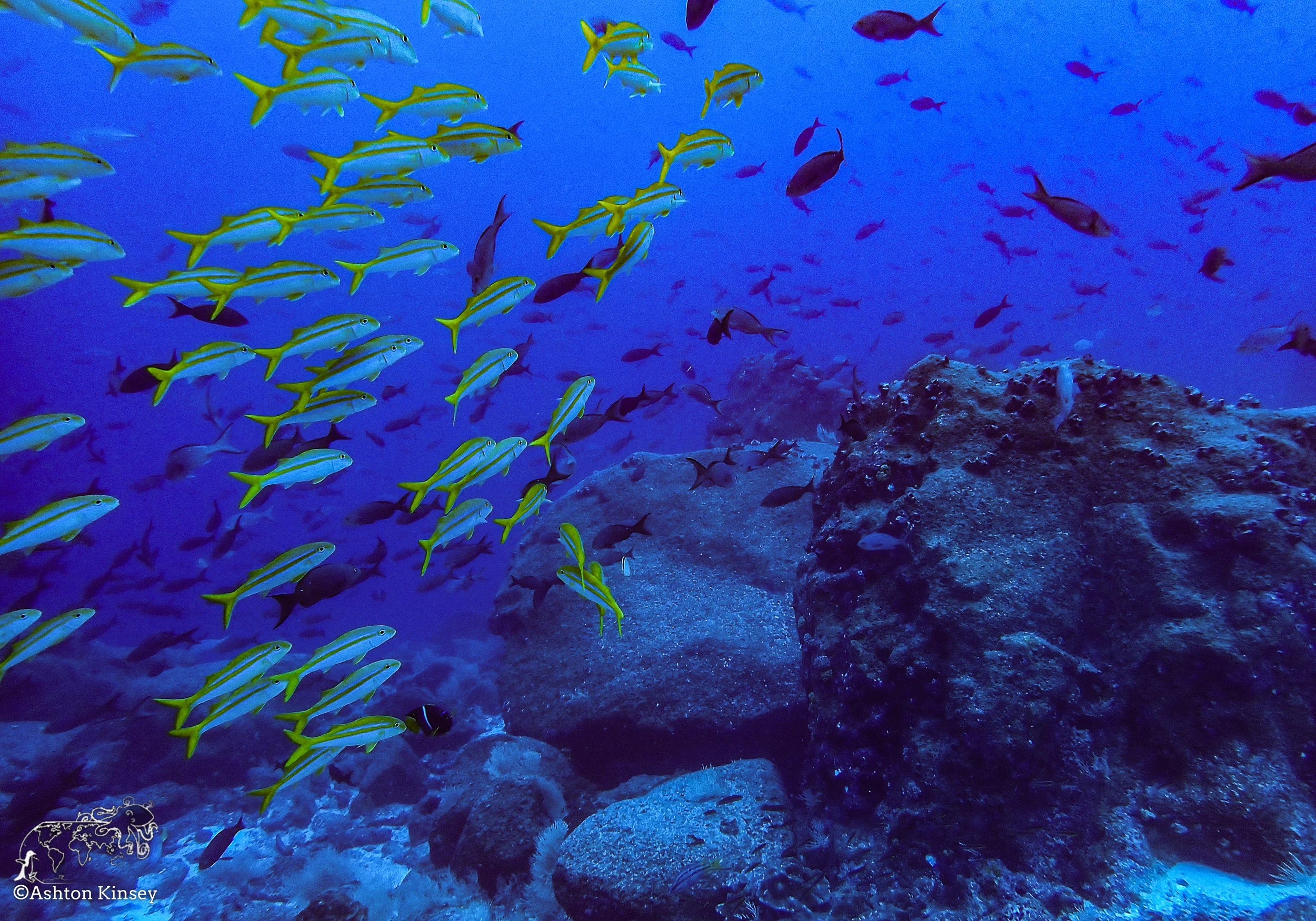Darwin Island 7-Diving-10.jpg