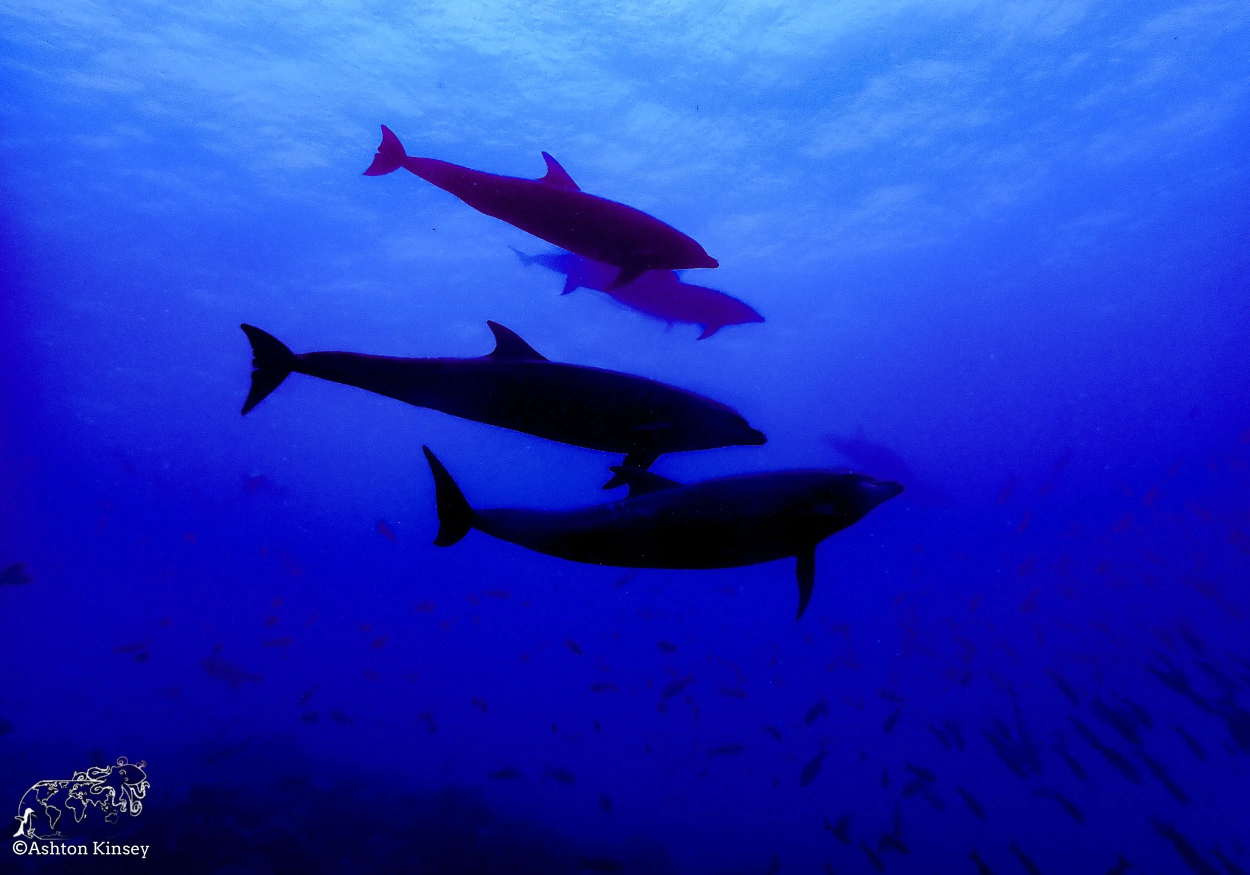Darwin Island 7-Diving-13.jpg