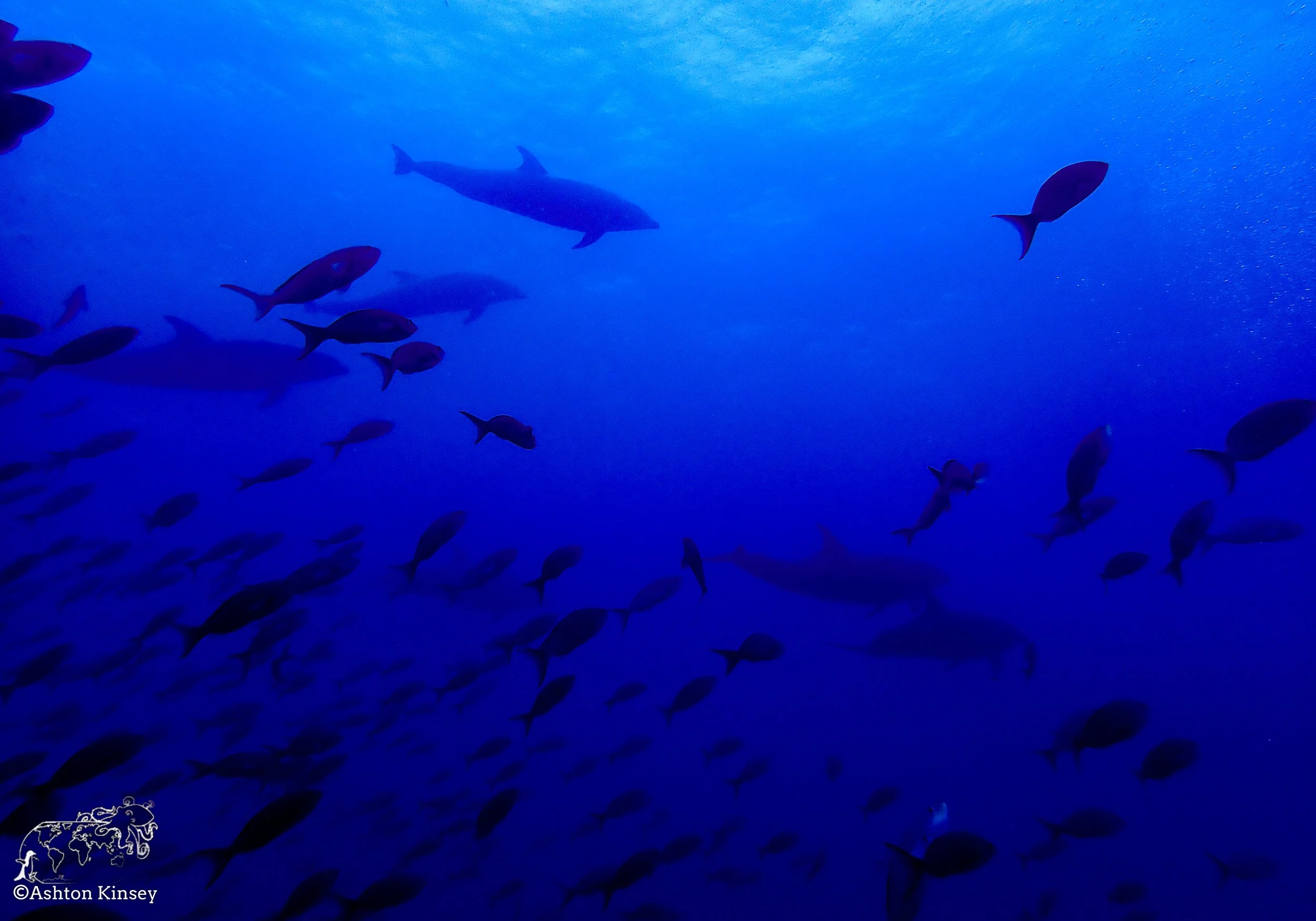 Darwin Island 7-Diving-14.jpg