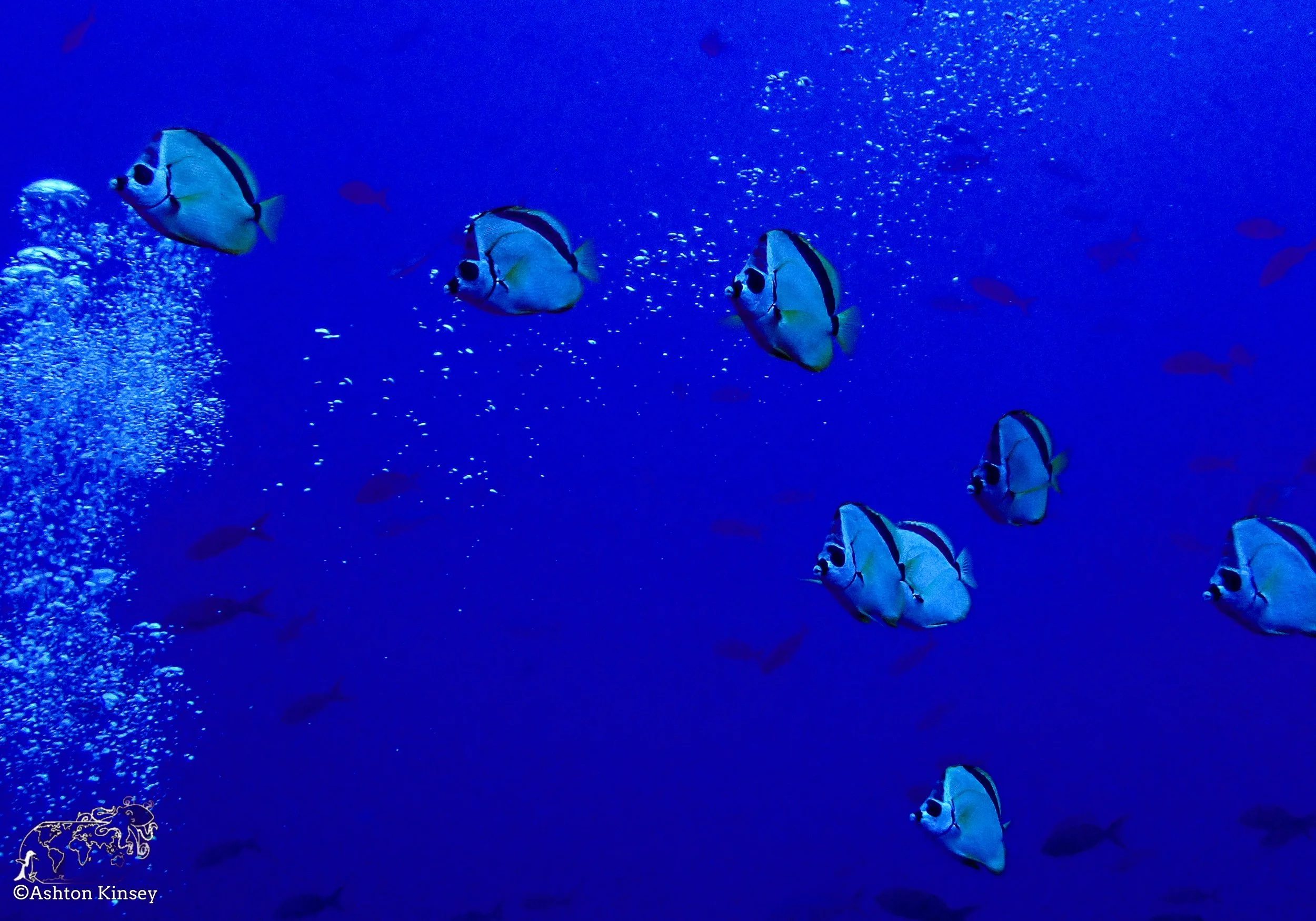Darwin Island 7-Diving-15.jpg