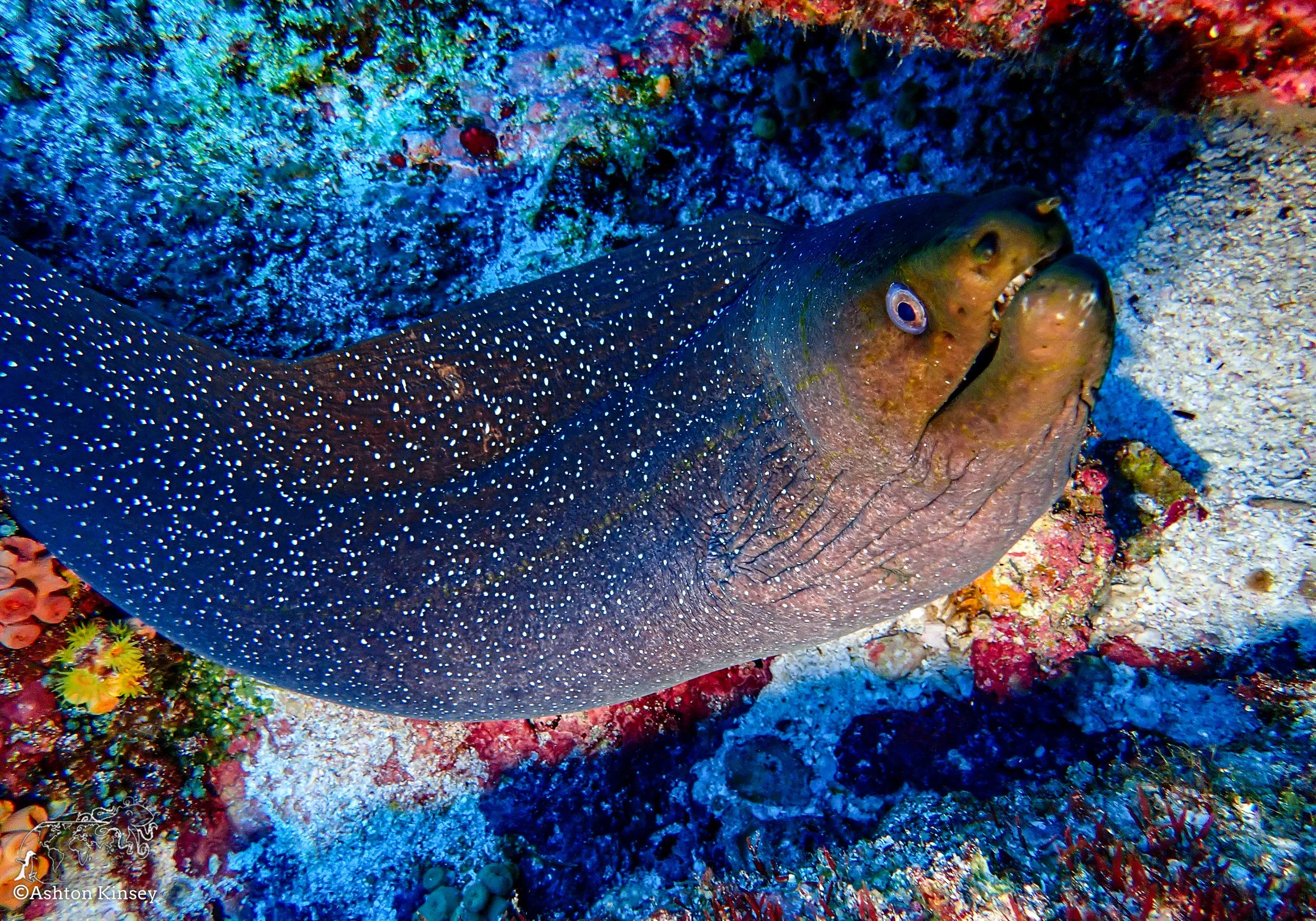 Darwin Island 7-Diving-16.jpg