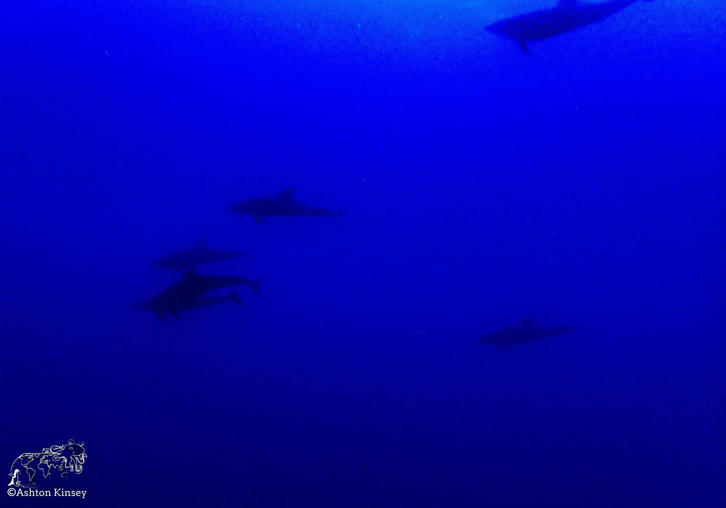 Darwin Island 7-Diving-17.jpg