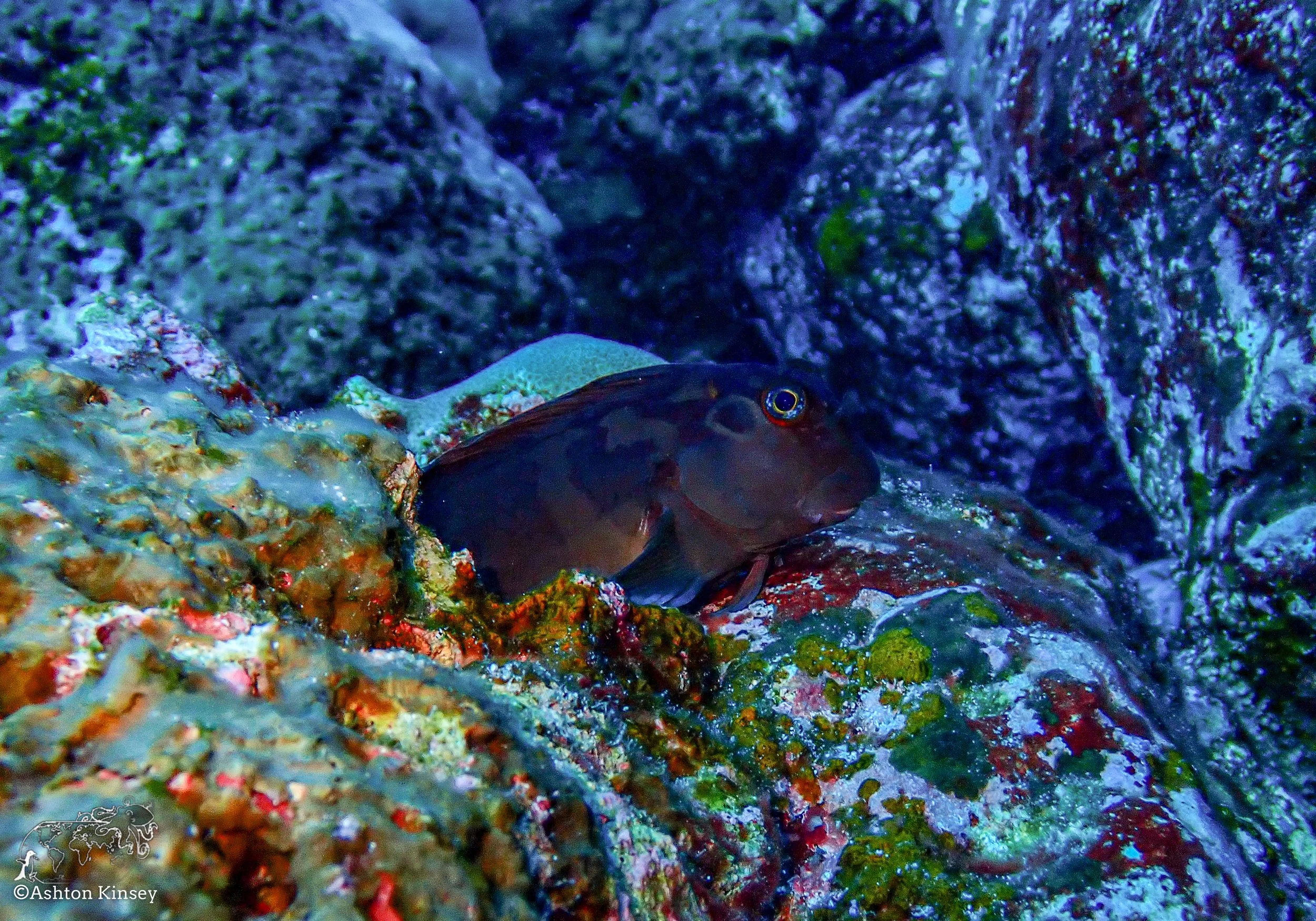 Darwin Island 8-Diving-1.jpg