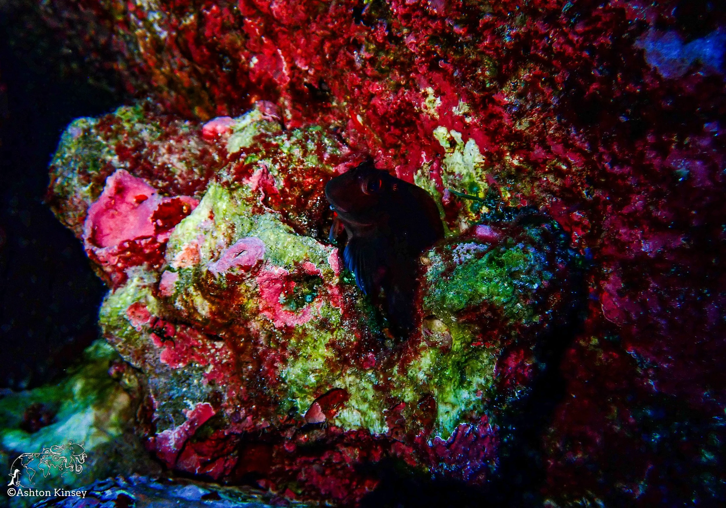 Darwin Island 8-Diving.jpg