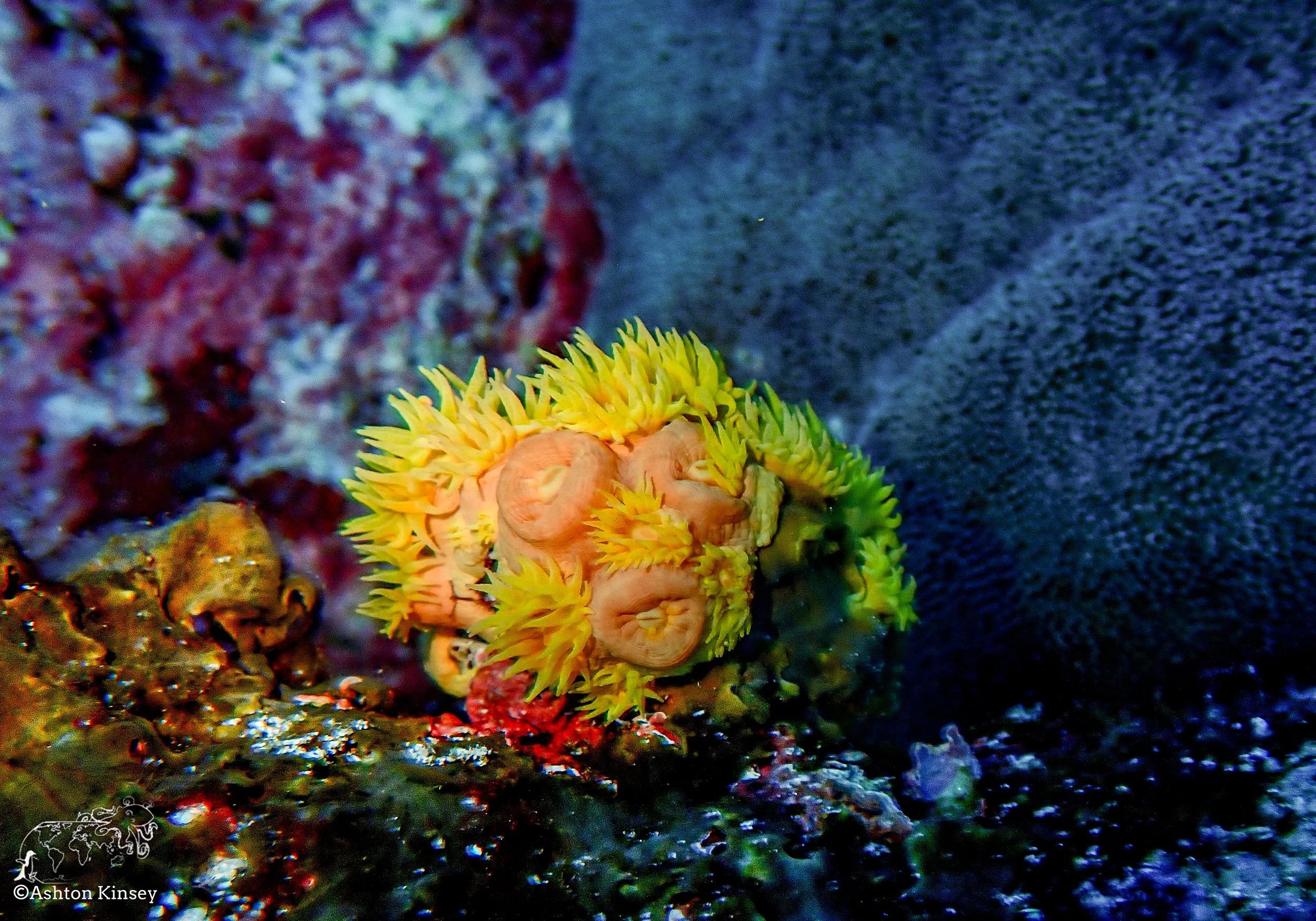 Darwin Island 8-Diving-2.jpg