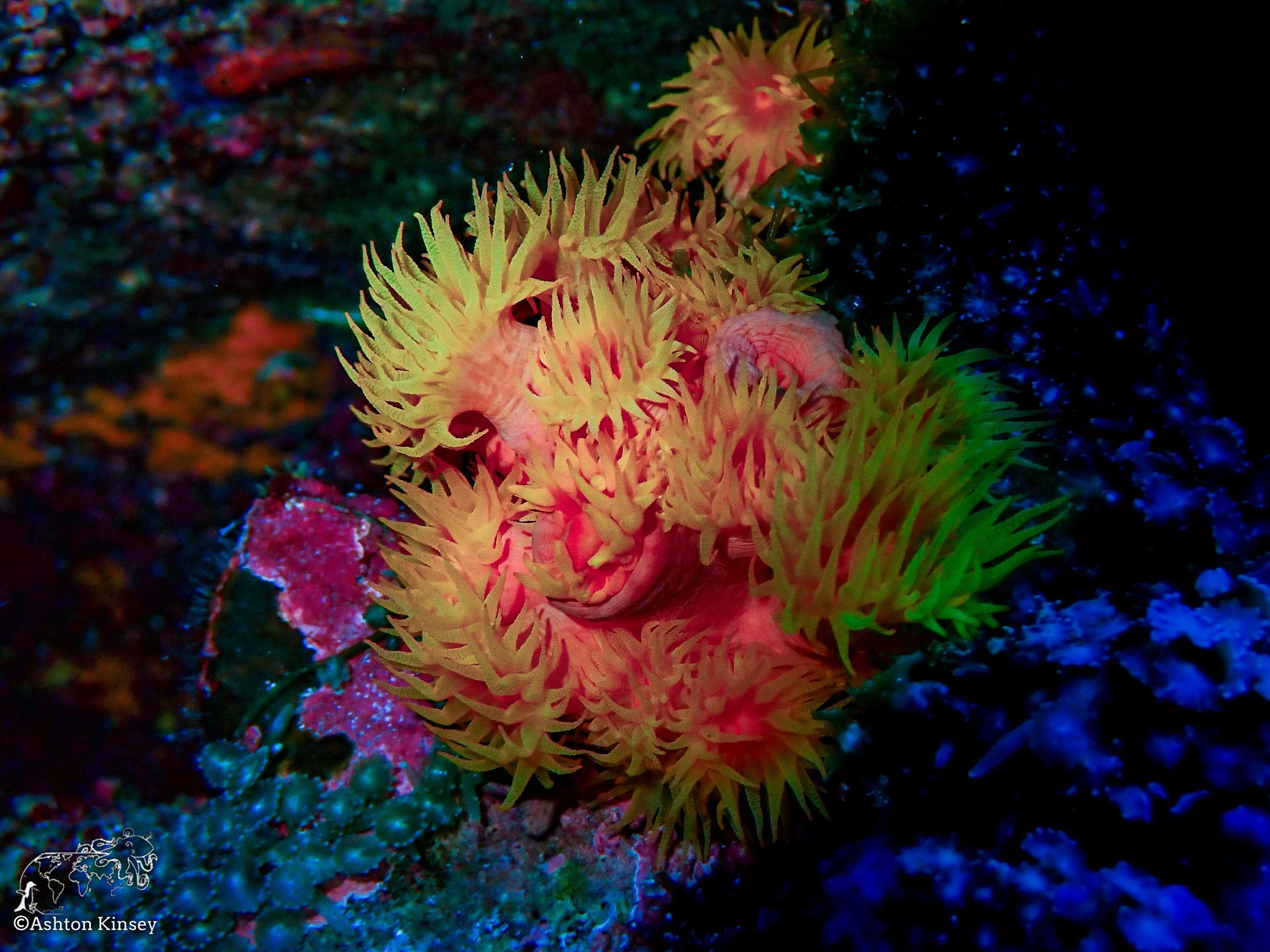 Darwin Island 8-Diving-3.jpg
