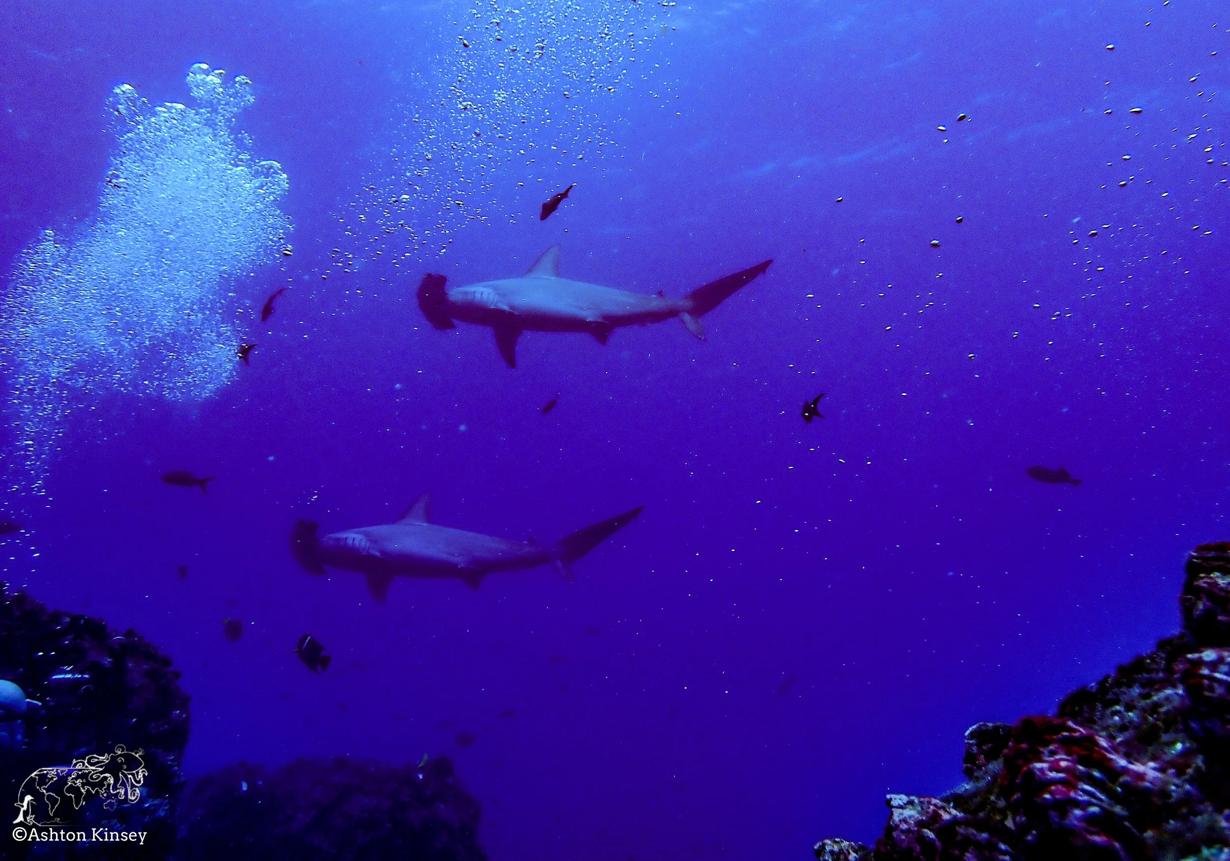 Darwin Island 9-Diving.jpg