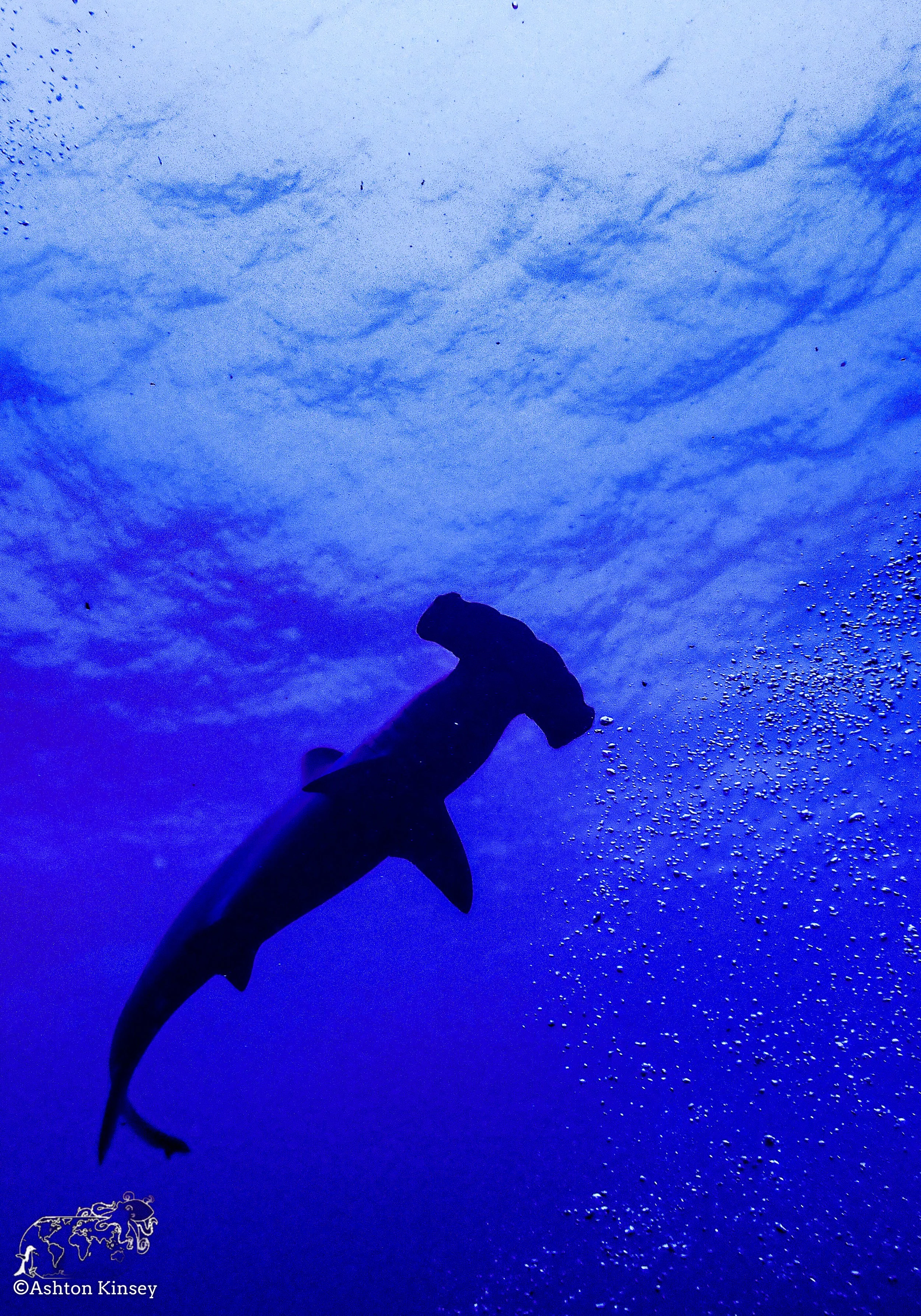 Darwin Island 9-Diving-1.jpg