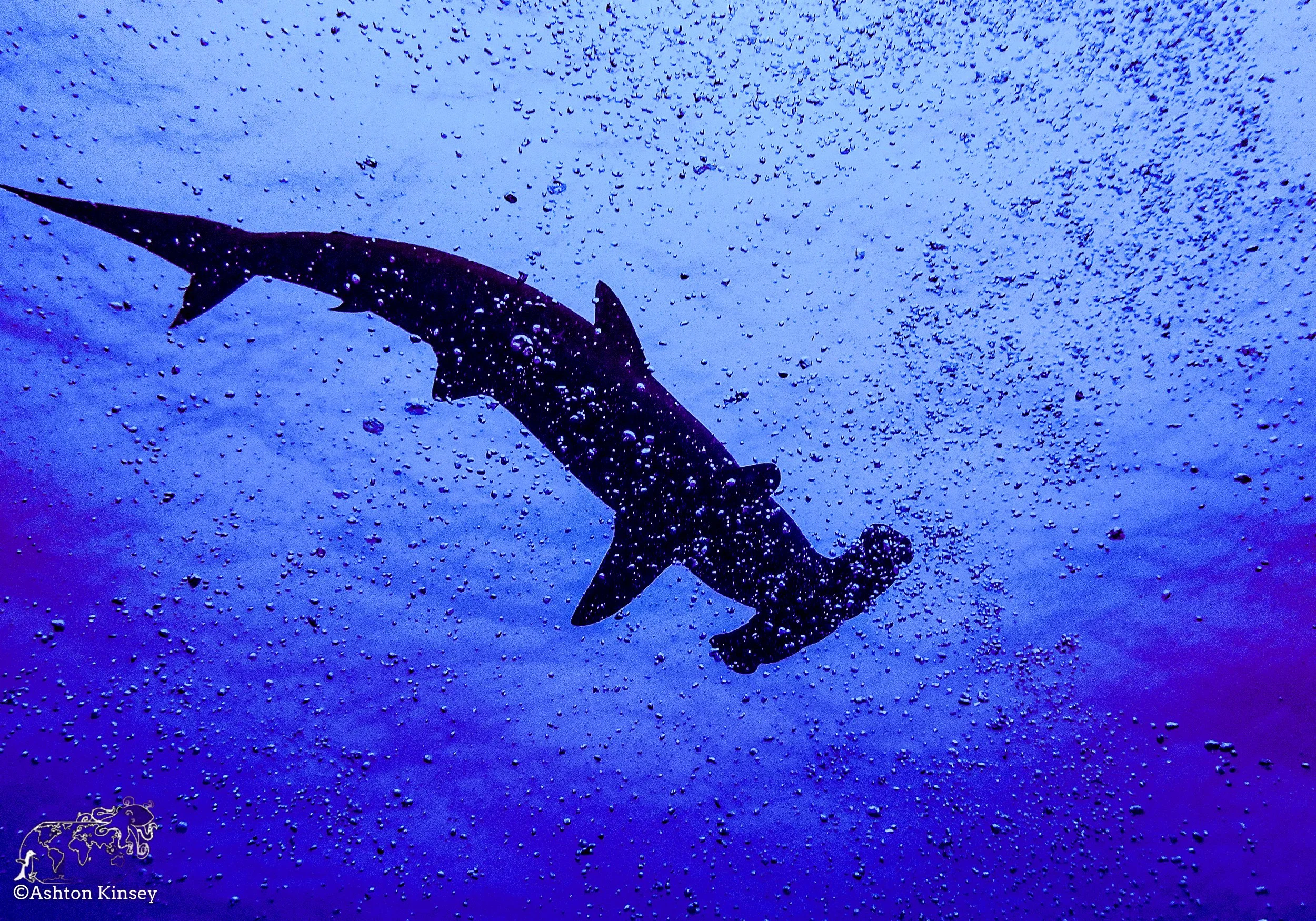 Darwin Island 9-Diving-2.jpg