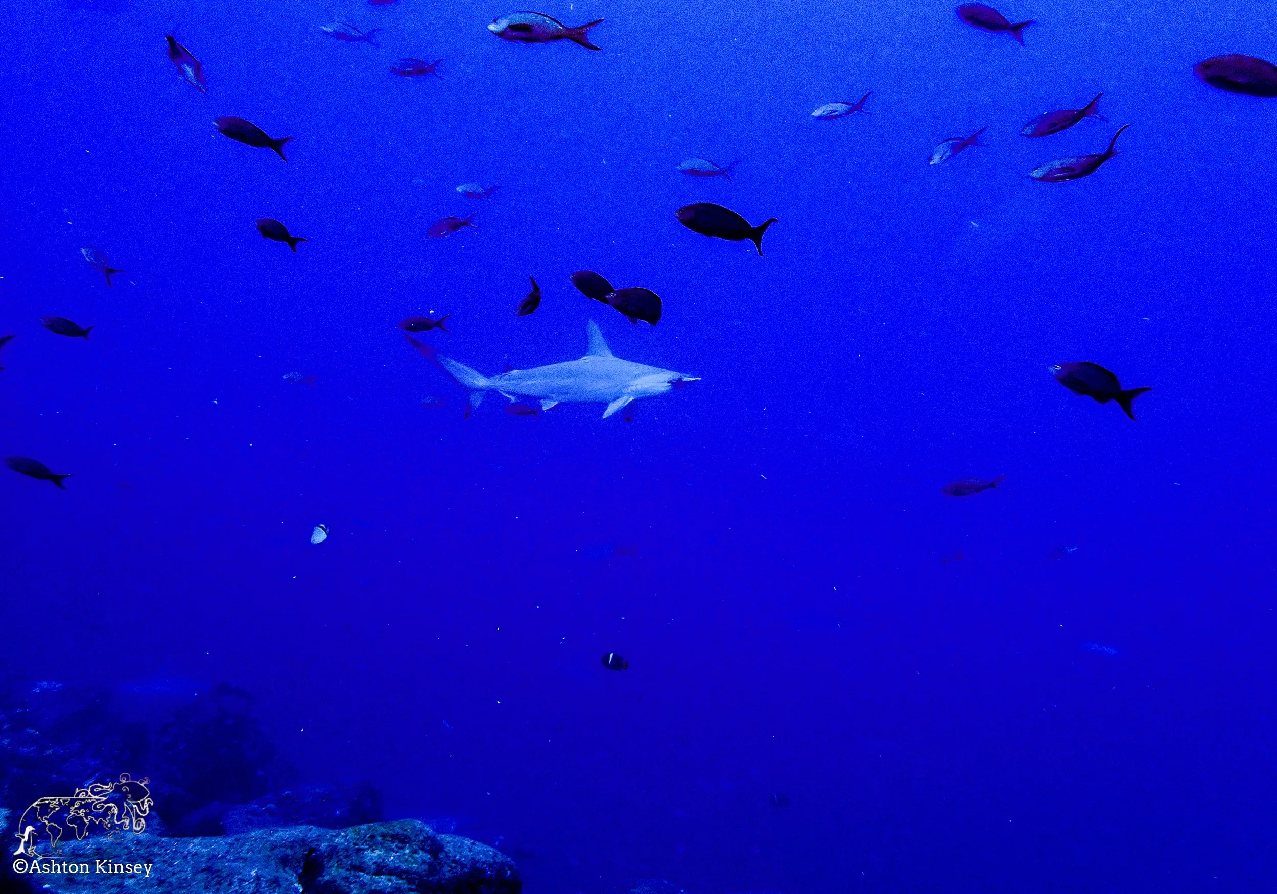 Darwin Island 9-Diving-4.jpg