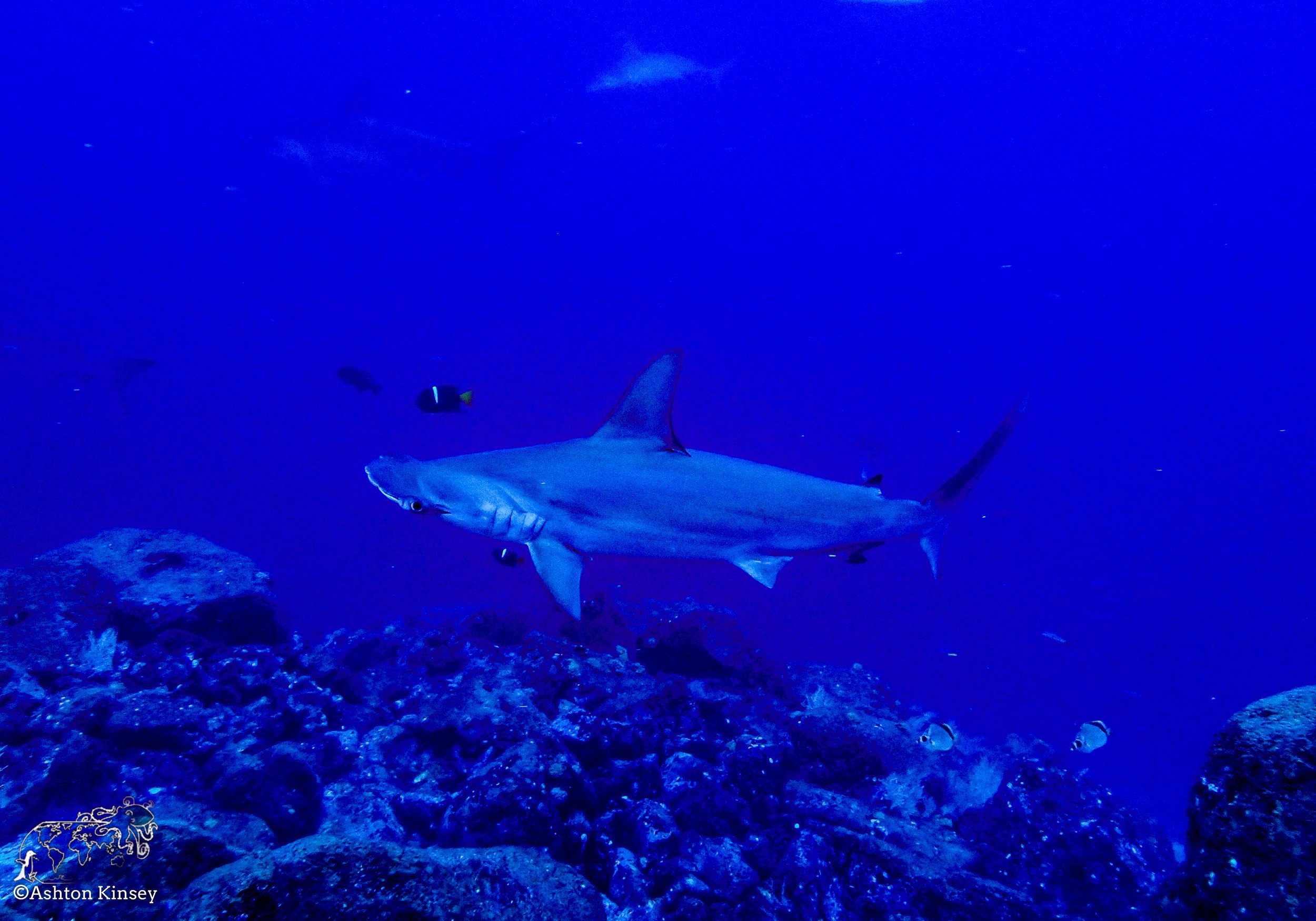 Darwin Island 9-Diving-5.jpg