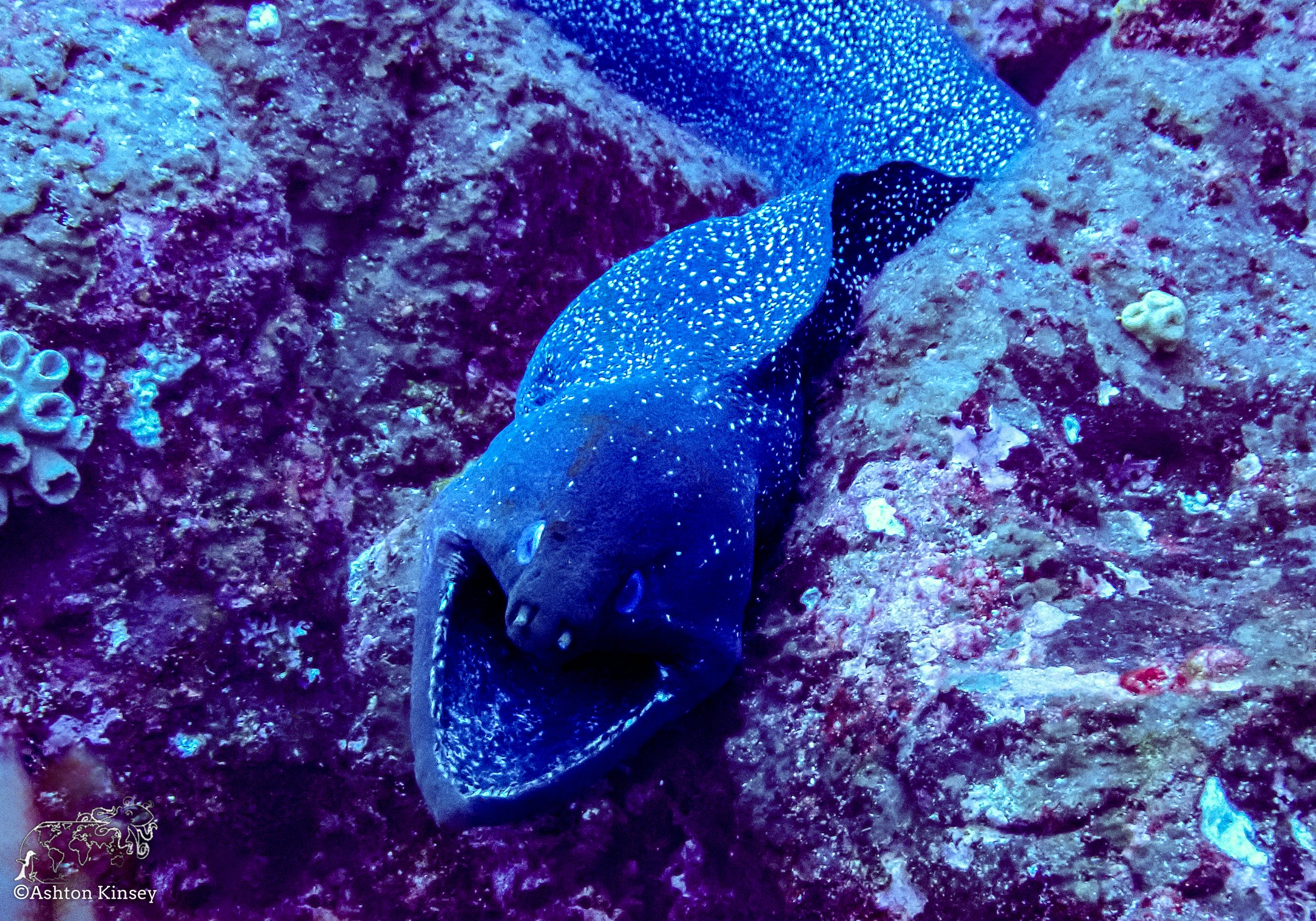 Darwin Island 9-Diving-7.jpg