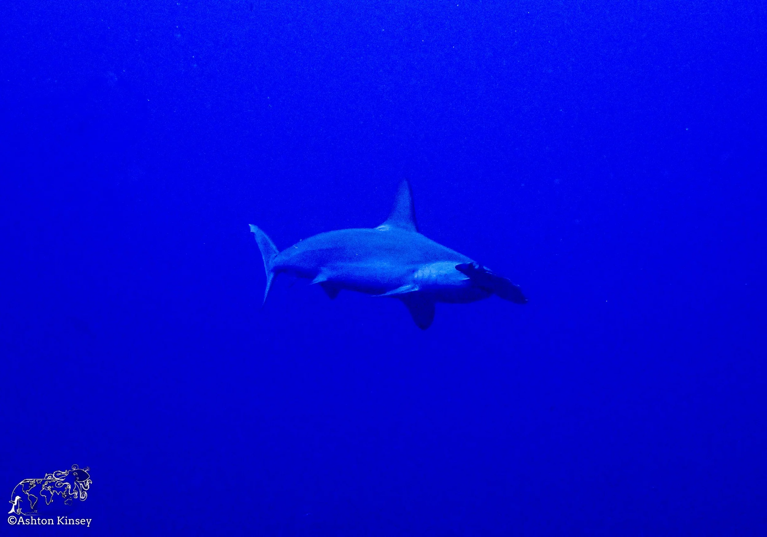 Darwin Island 9-Diving-8.jpg
