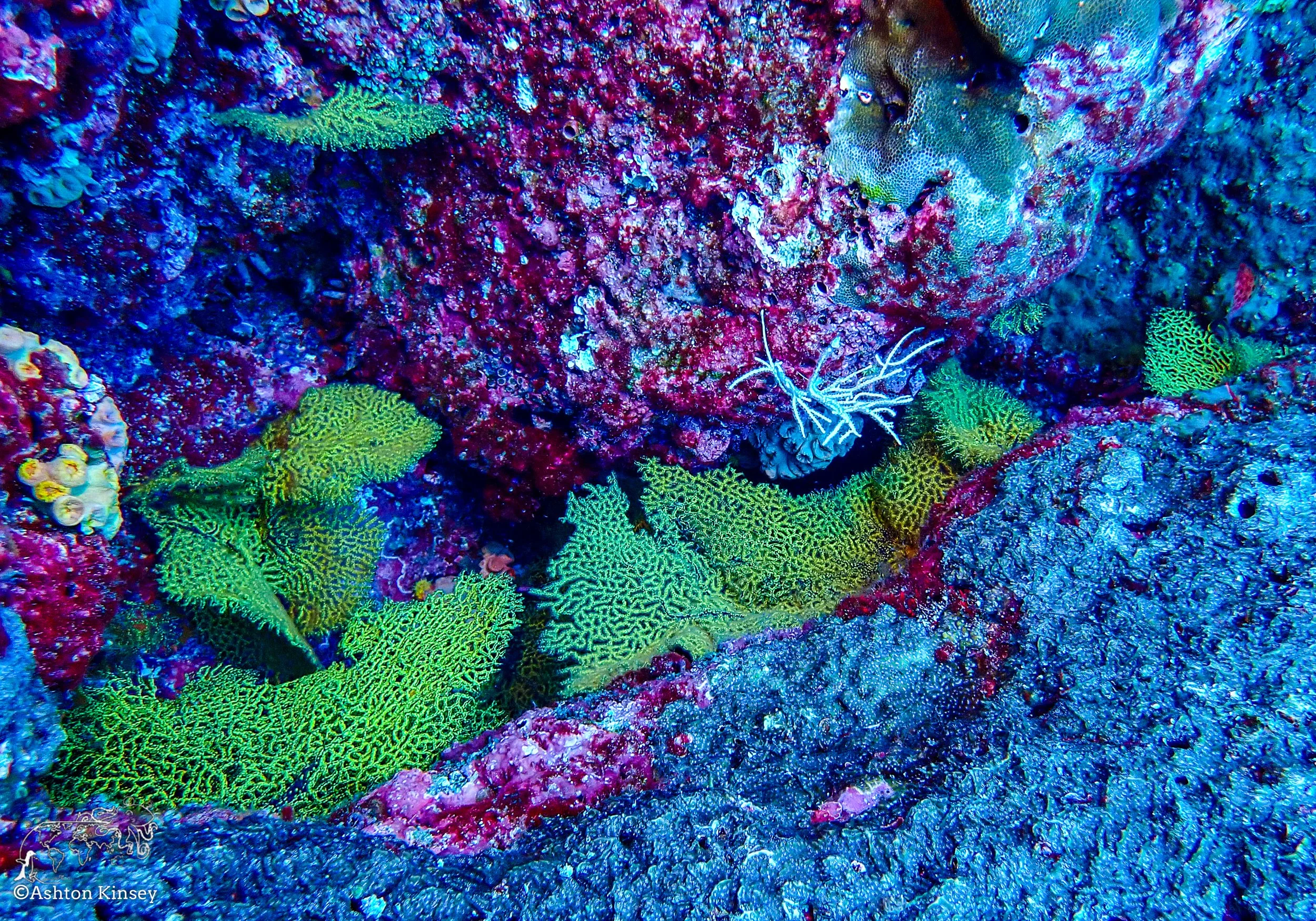 Darwin Island 9-Diving-9.jpg