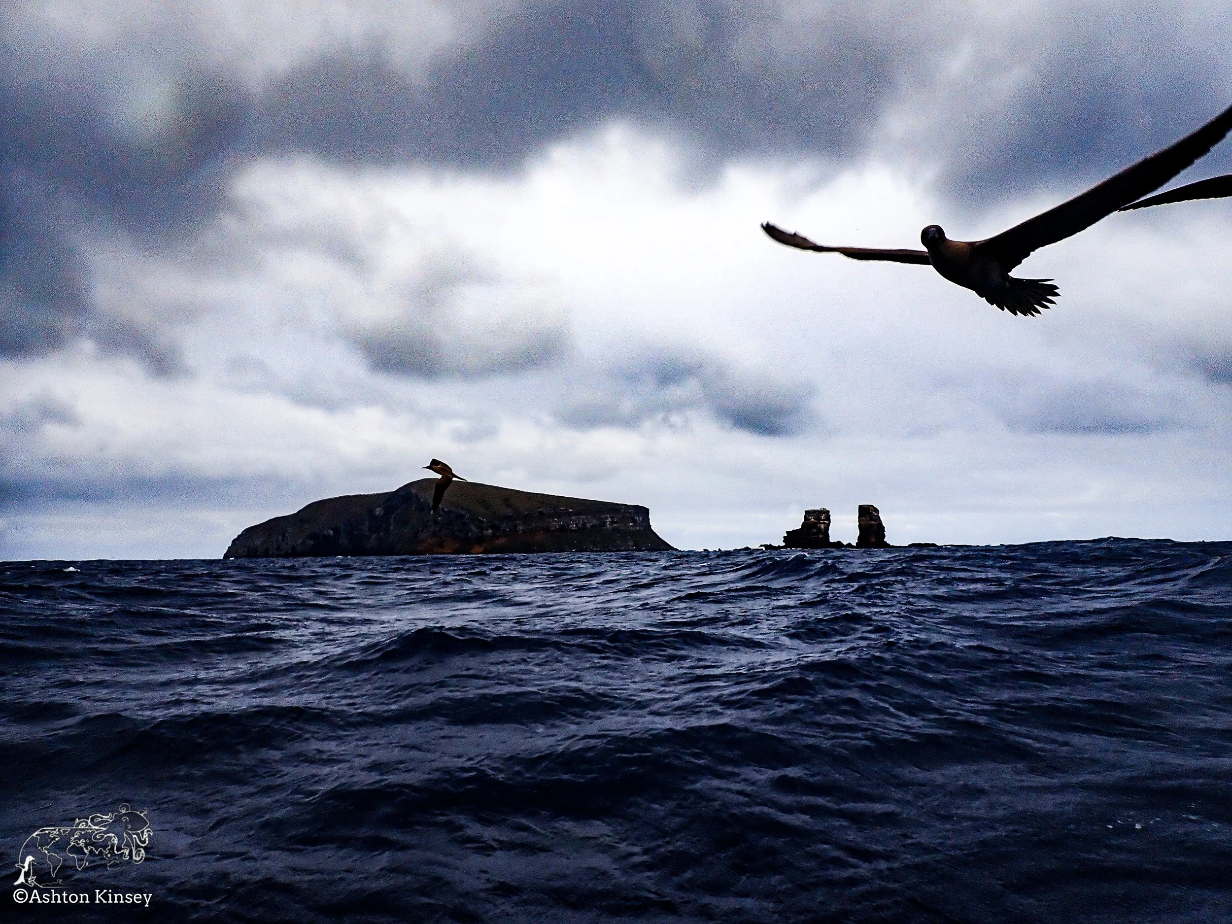 Darwin Island 9-Diving-11.jpg