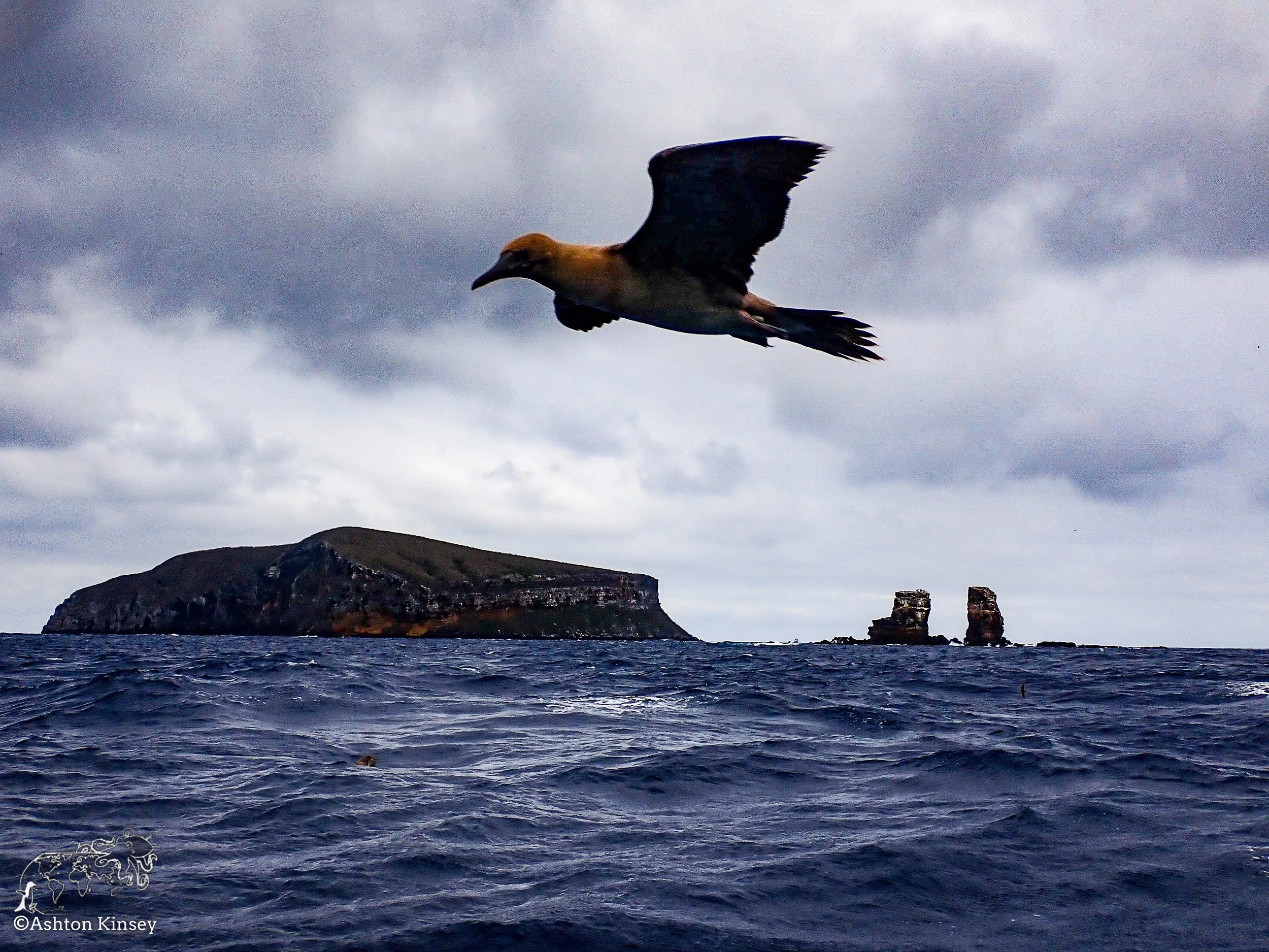 Darwin Island 9-Diving-12.jpg
