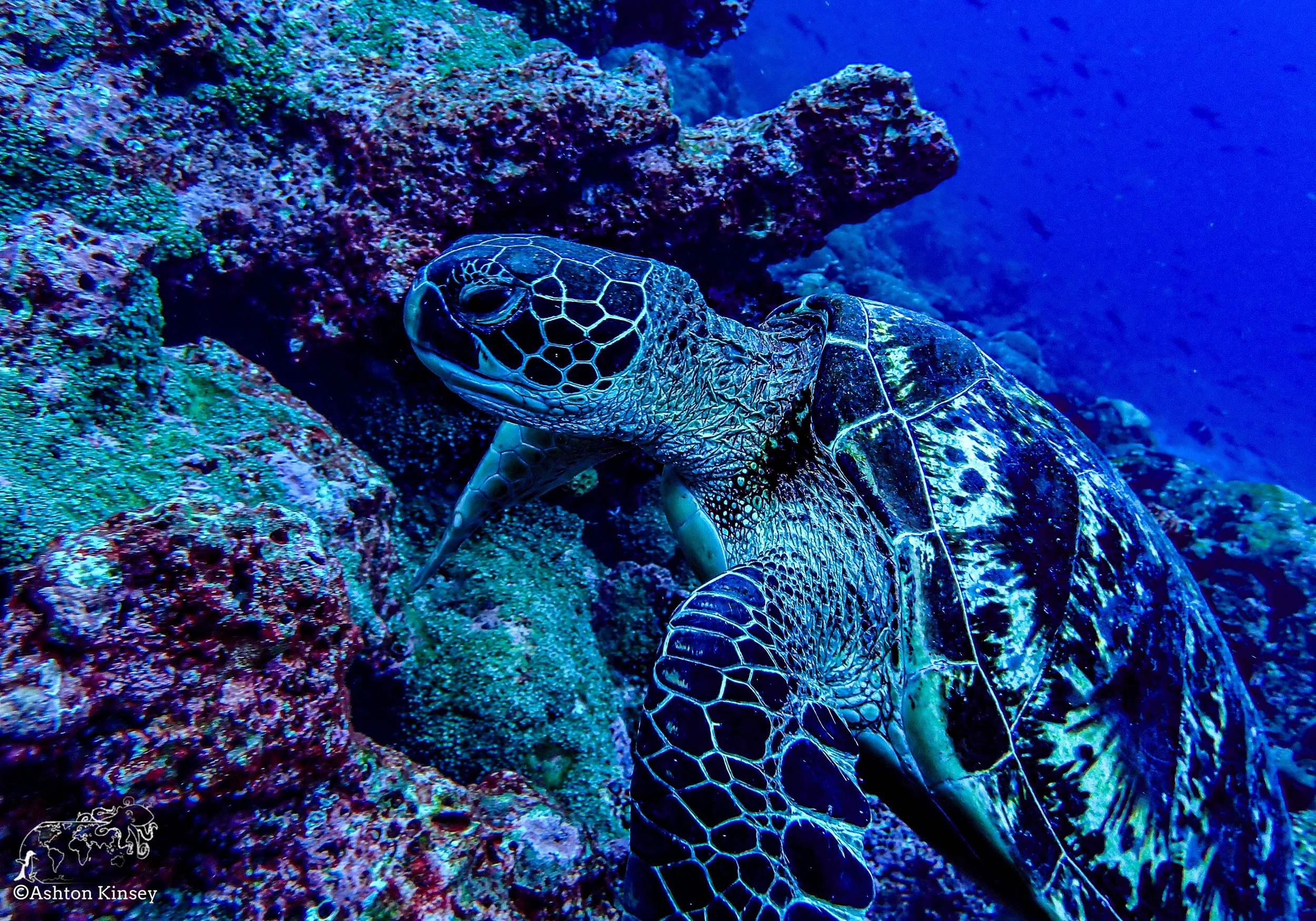 Darwin Island 10-Diving-1.jpg