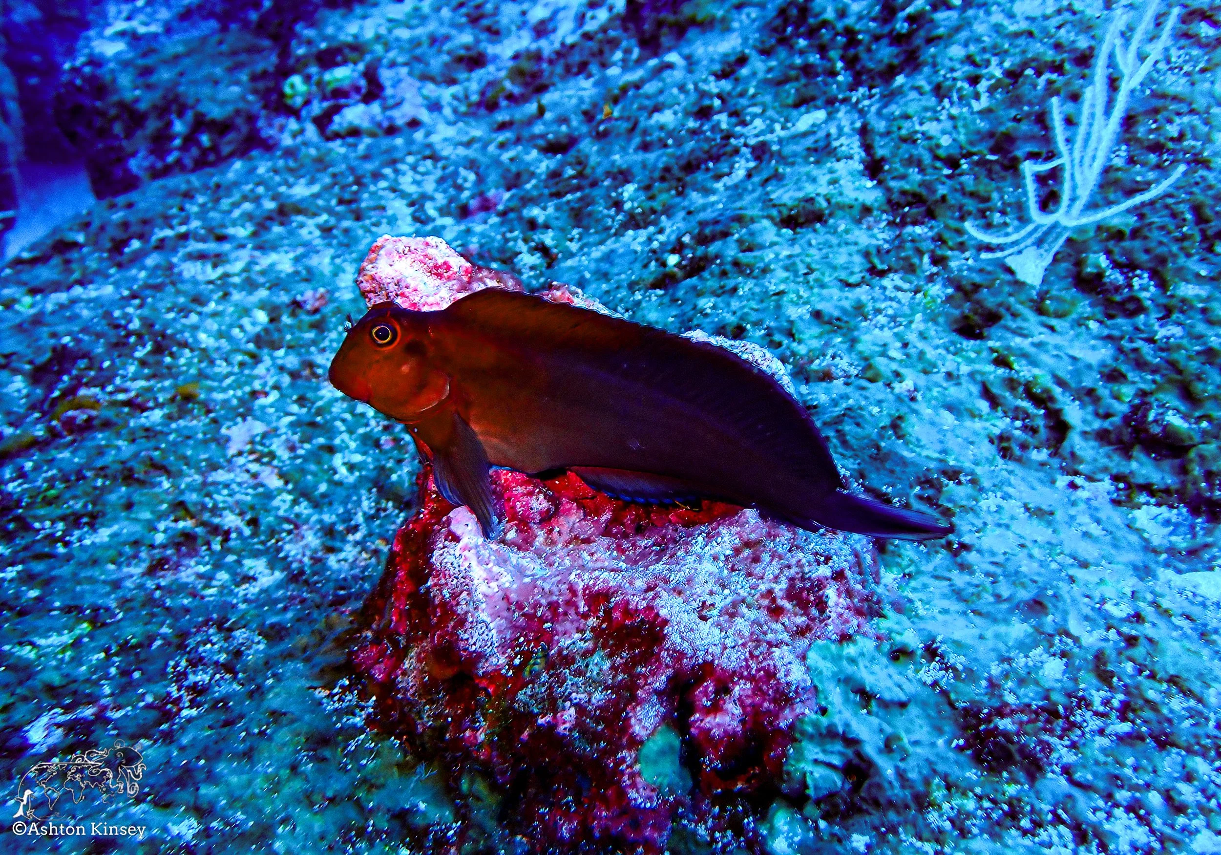 Darwin Island 10-Diving-5.jpg