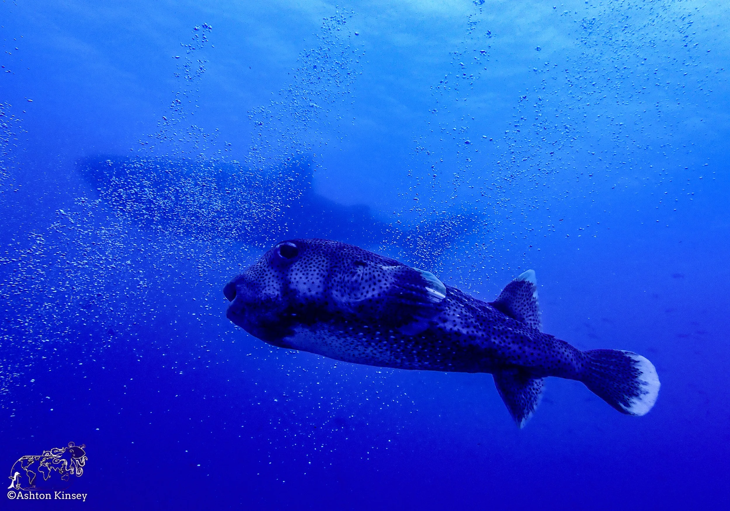 Darwin Island 10-Diving-7.jpg