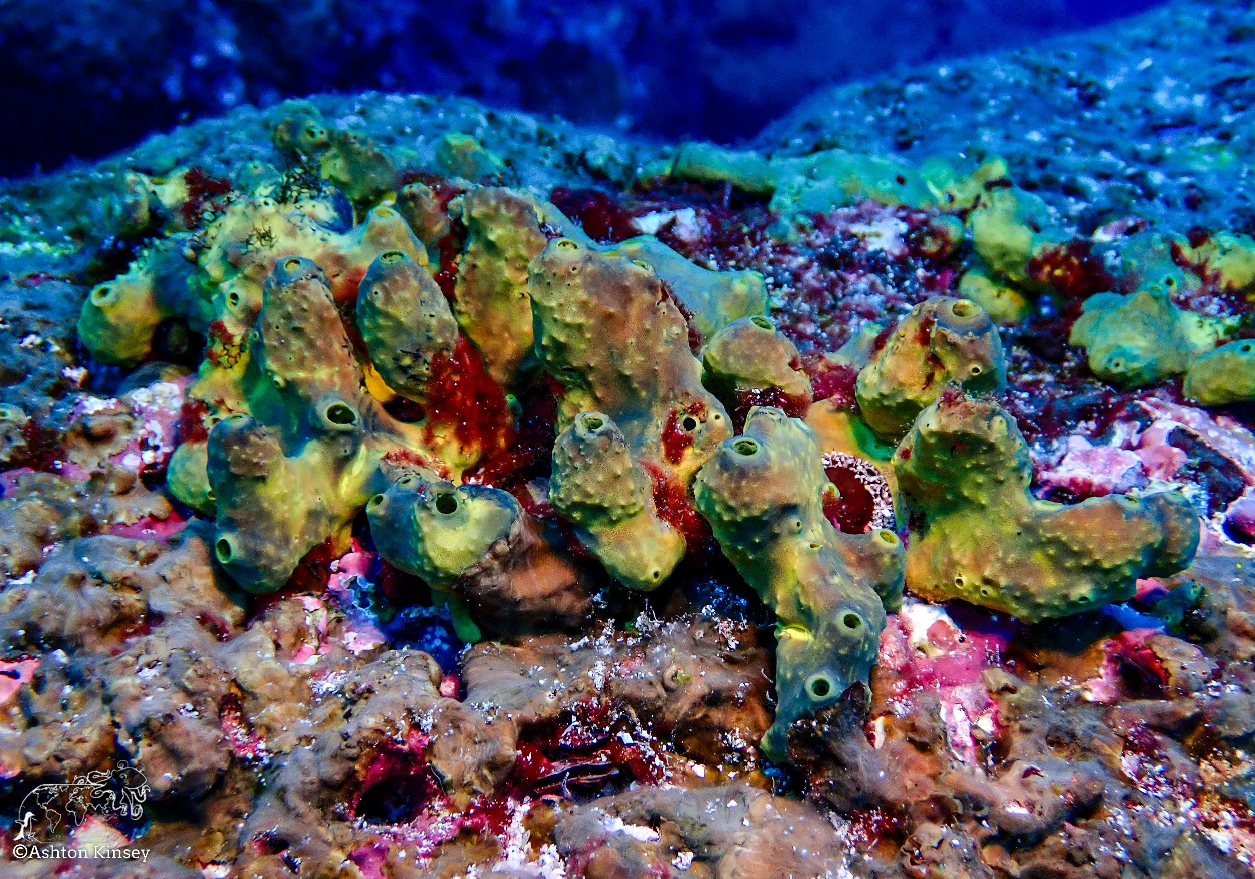 Darwin Island 10-Diving-8.jpg