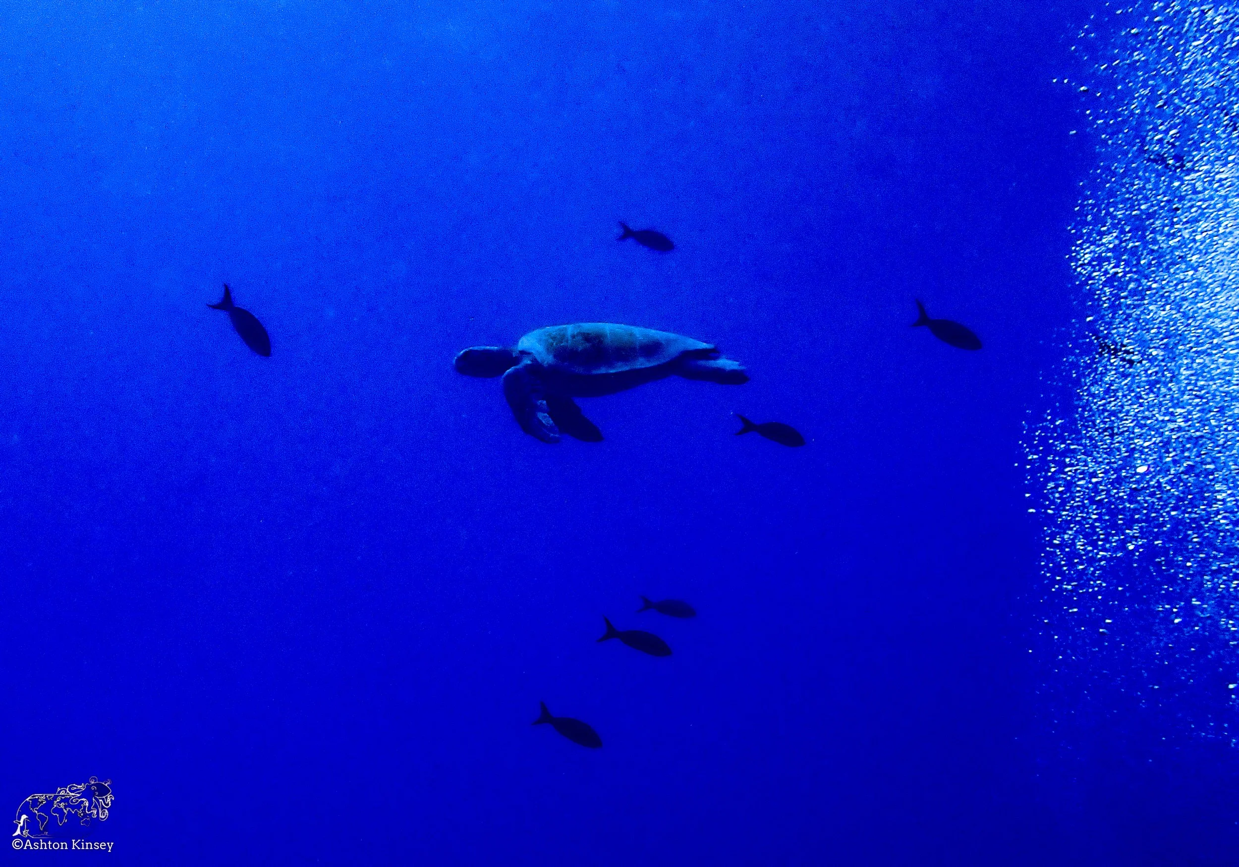 Wolf Island - Dive 1-1.jpg