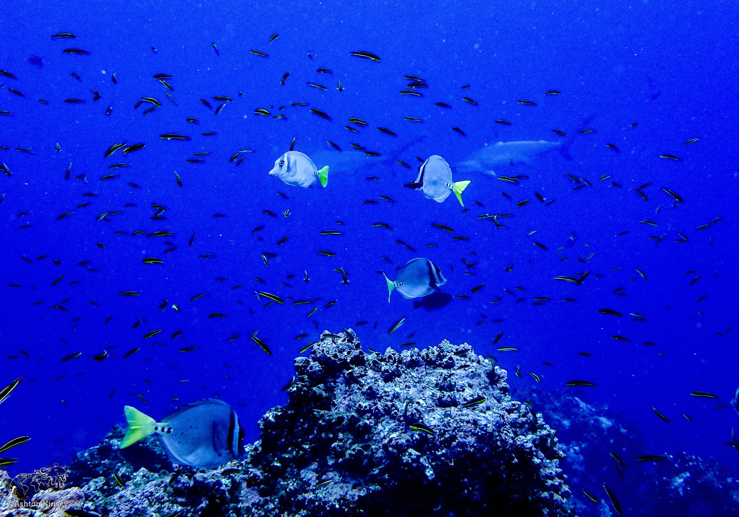 Wolf Island - Dive 1.jpg