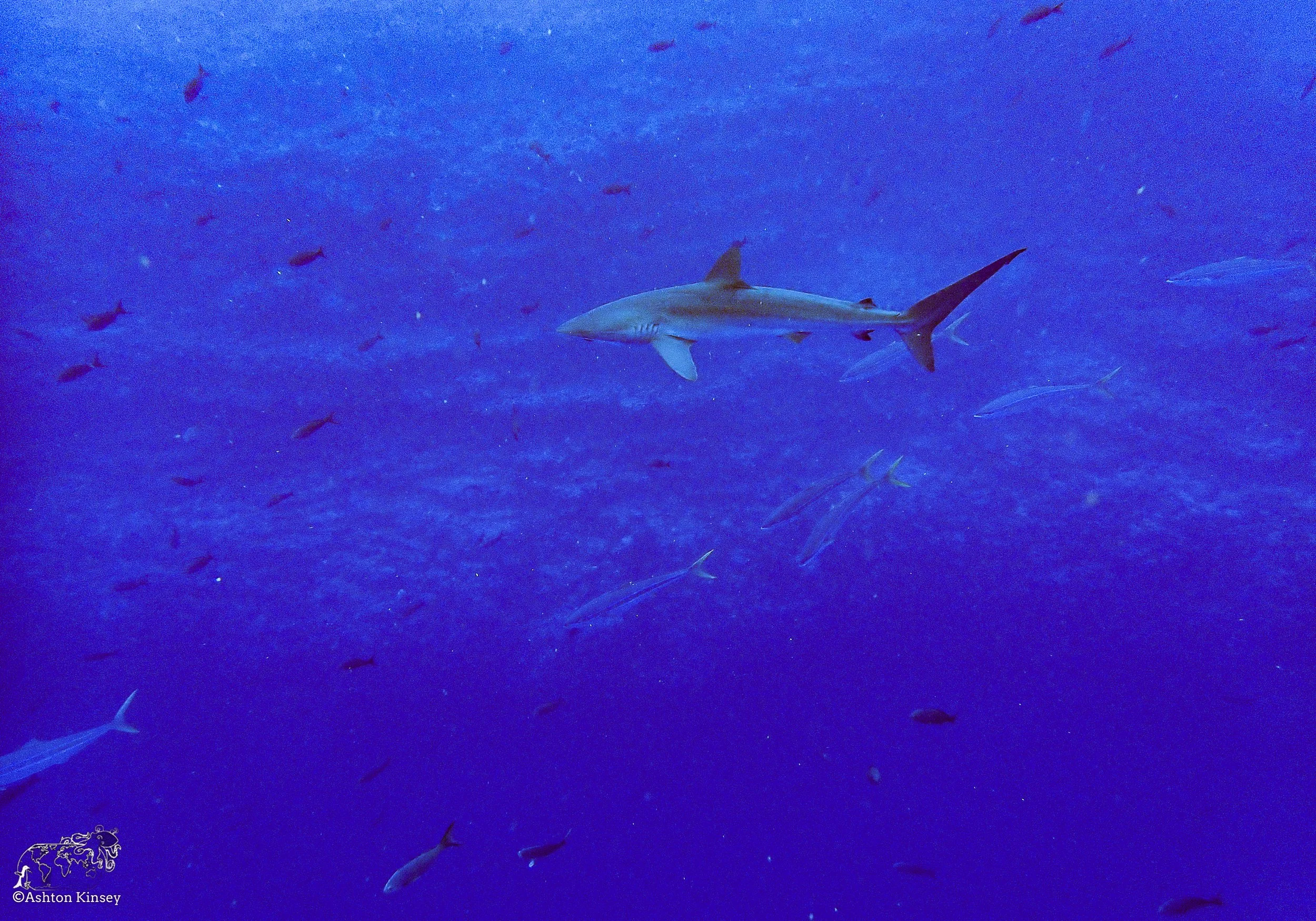 Wolf Island - Dive 1-1-2.jpg