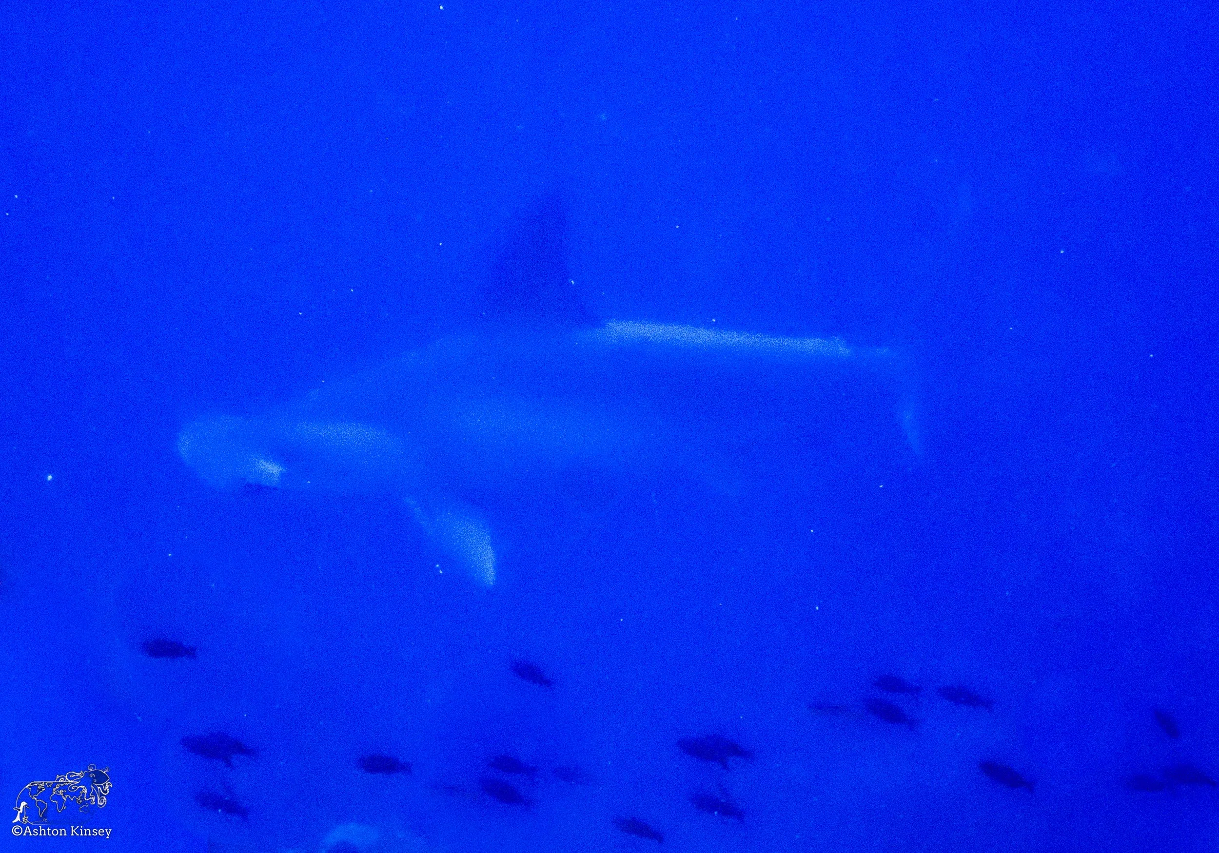 Wolf Island - Dive 1-2.jpg