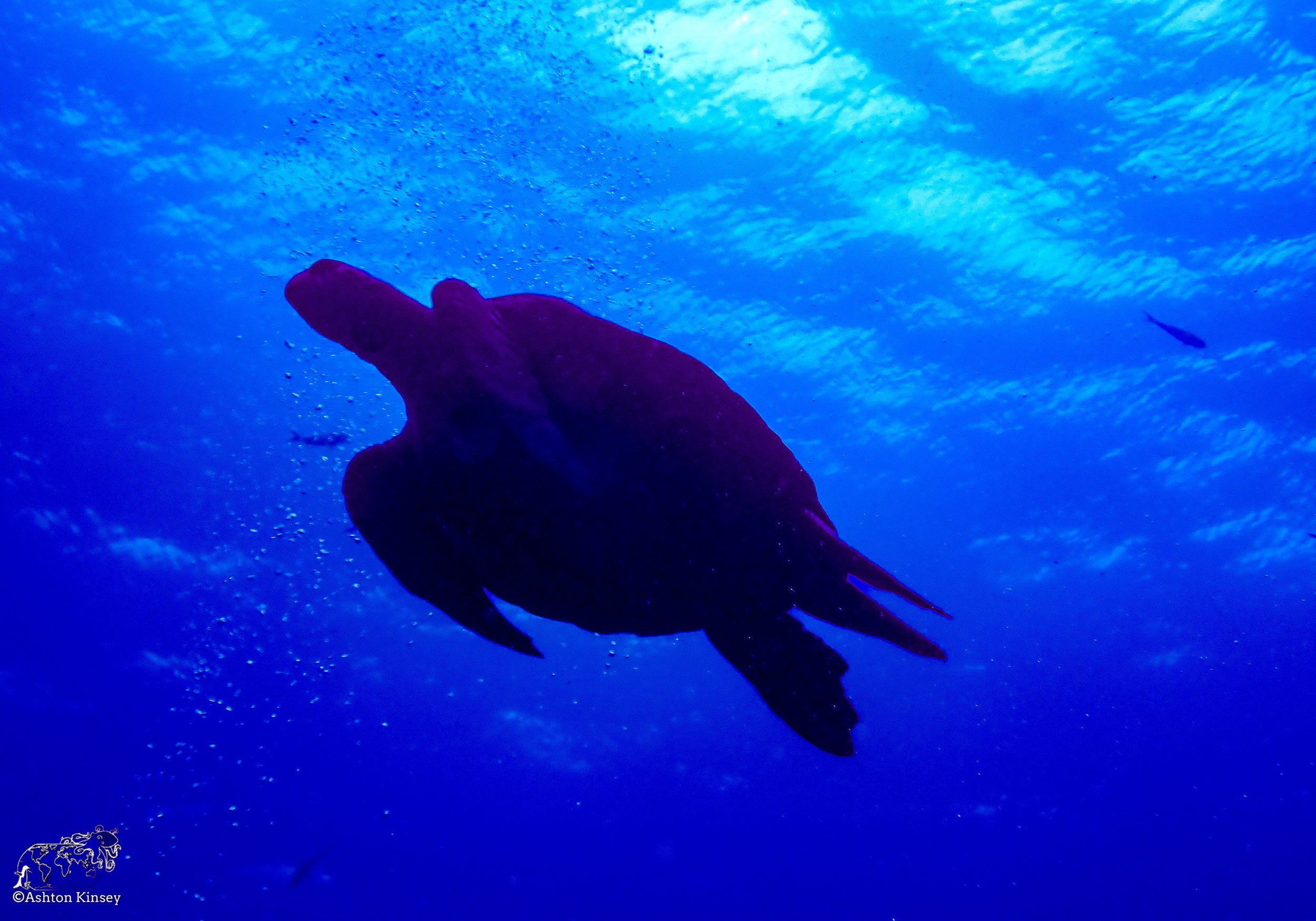 Wolf Island - Dive 1-3.jpg