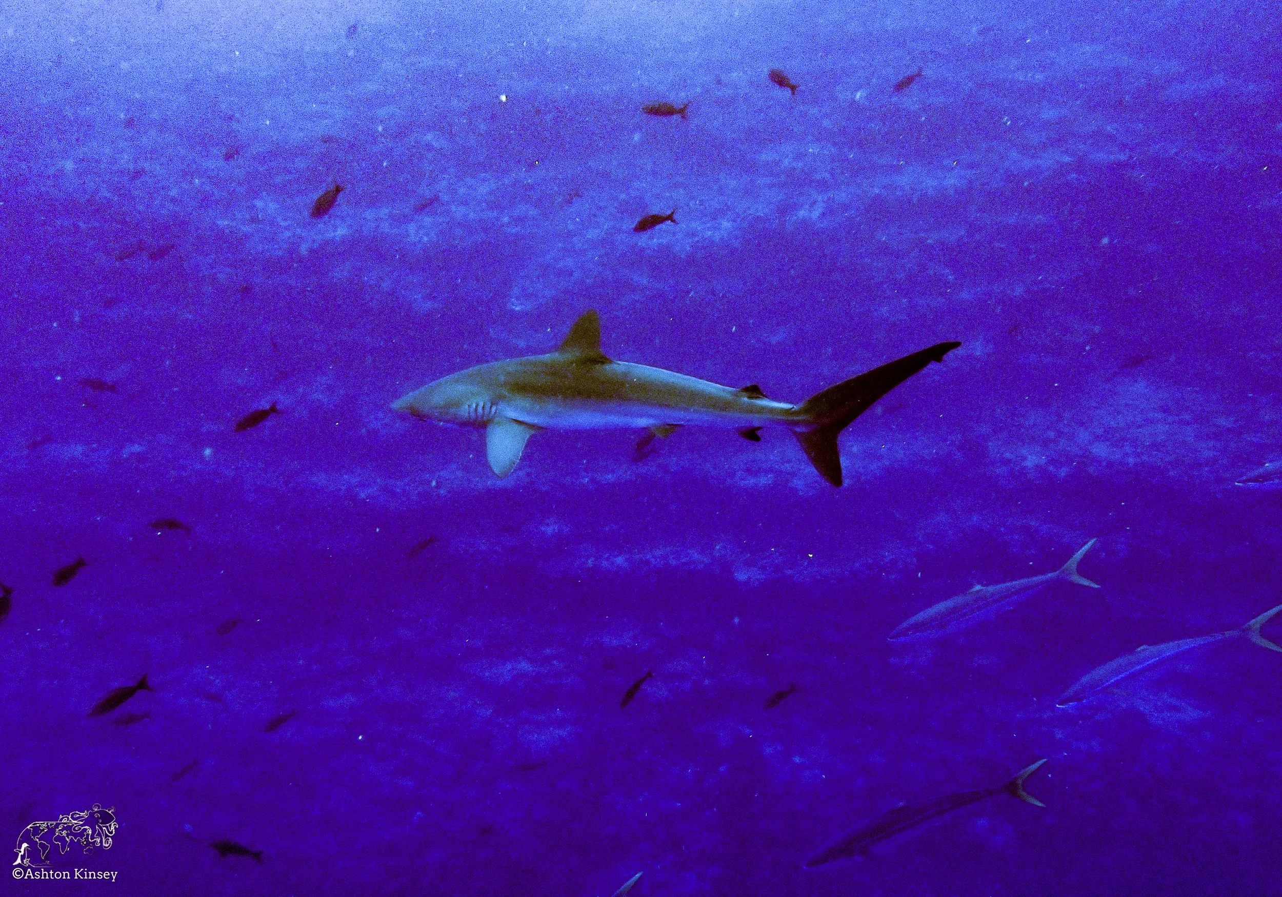 Wolf Island - Dive 1-2-2.jpg