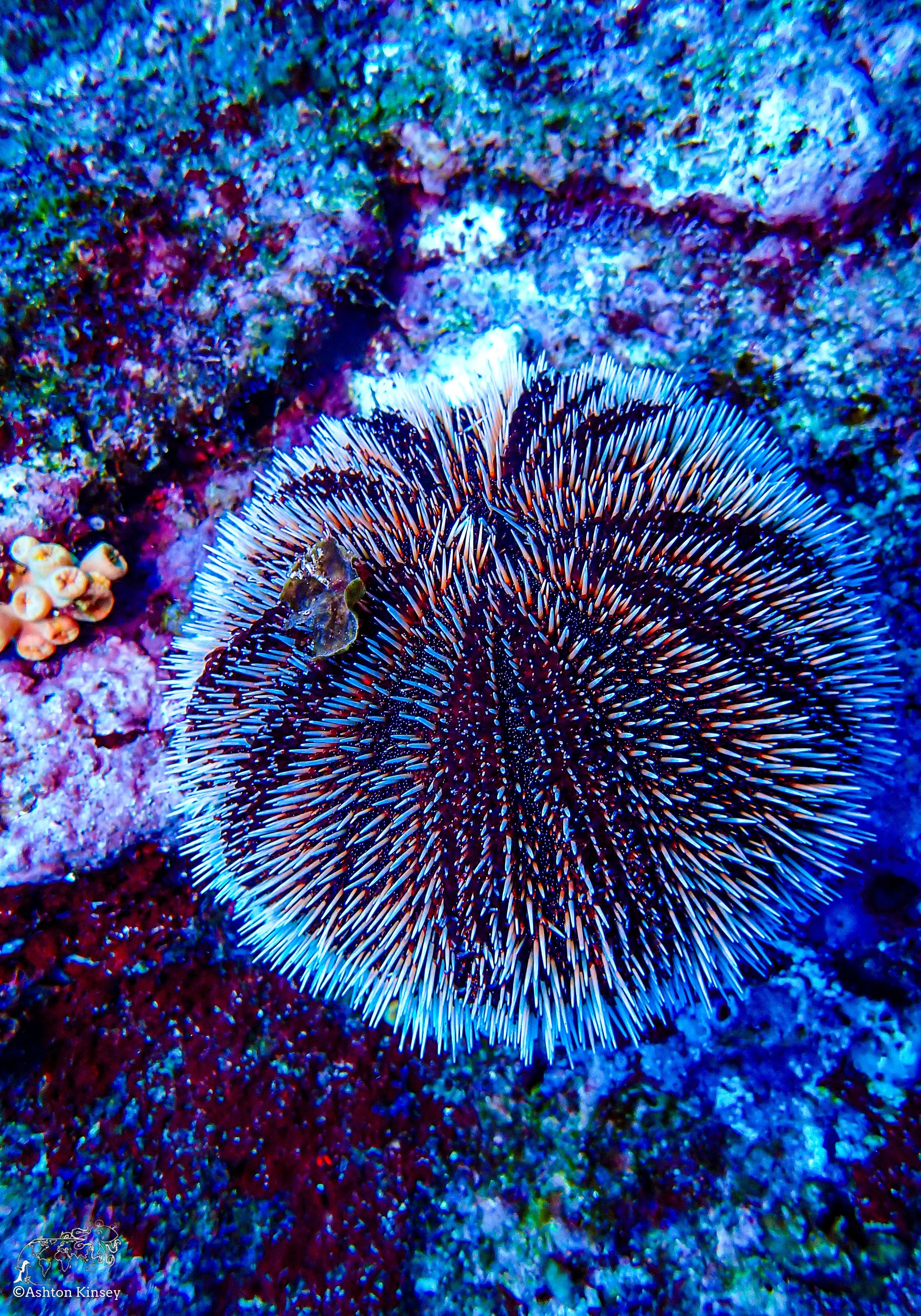 Wolf Island - Dive 1-4.jpg