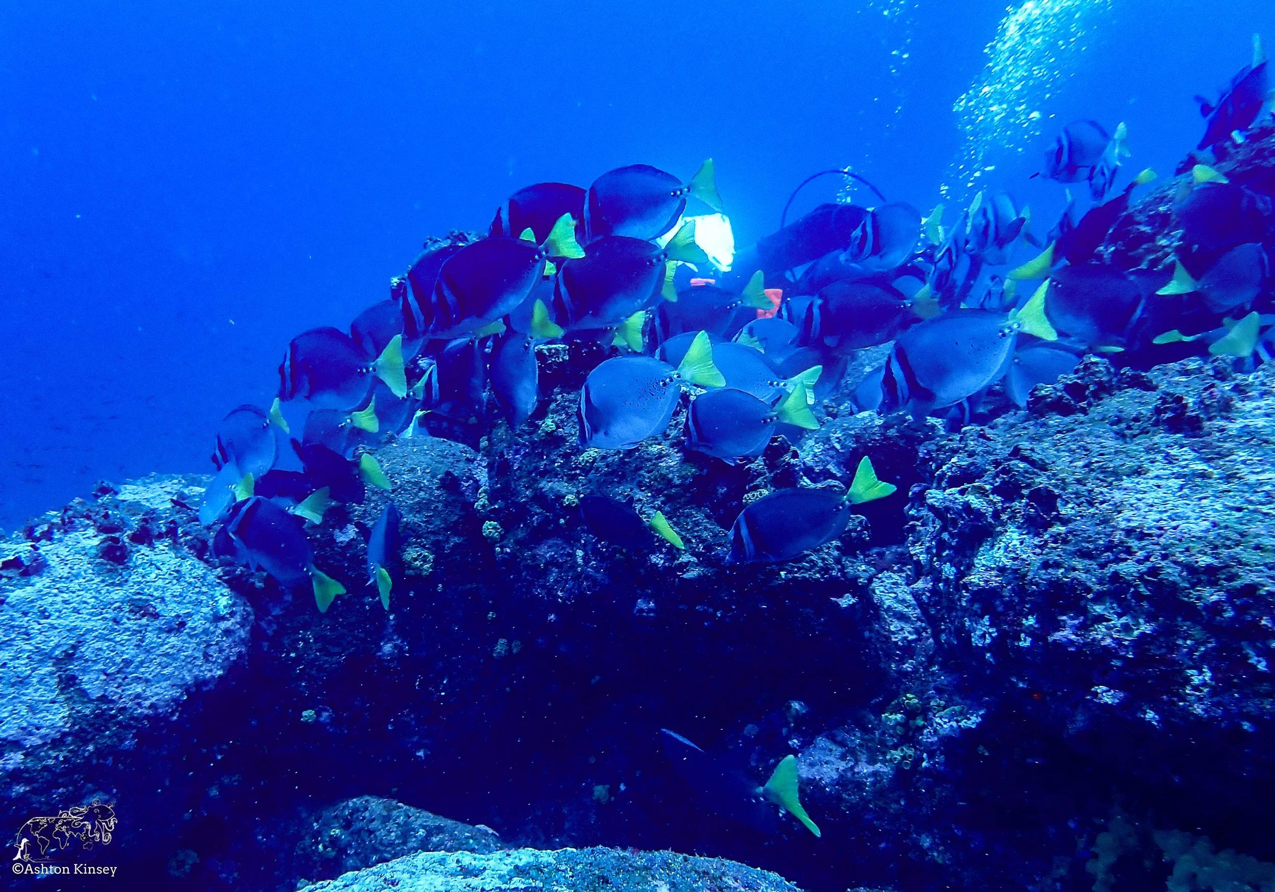 Wolf Island - Dive 1-5.jpg