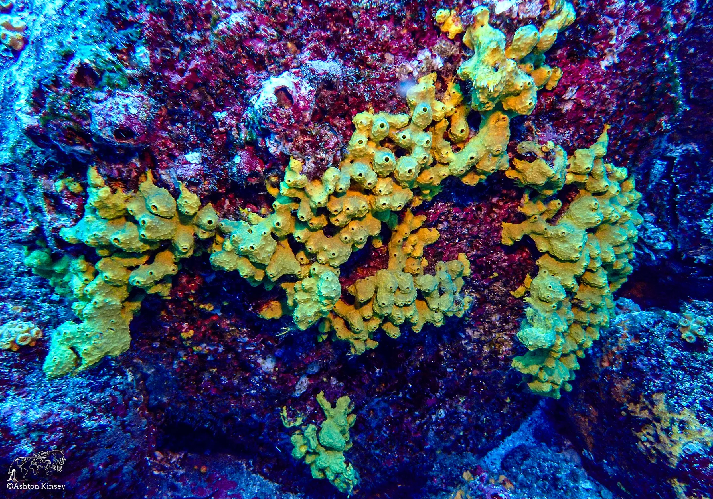 Wolf Island - Dive 1-6.jpg