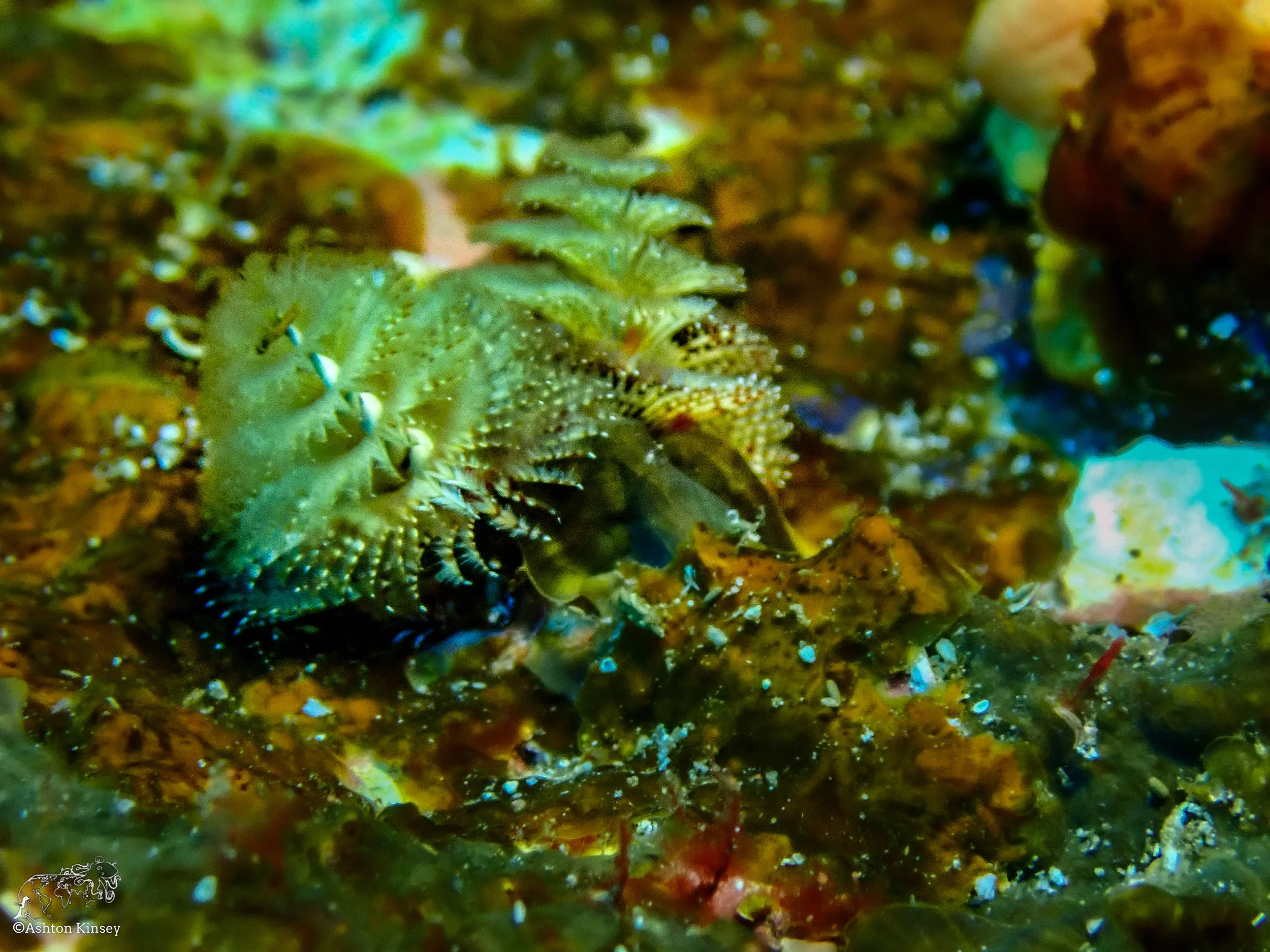 Wolf Island - Dive 1-7.jpg
