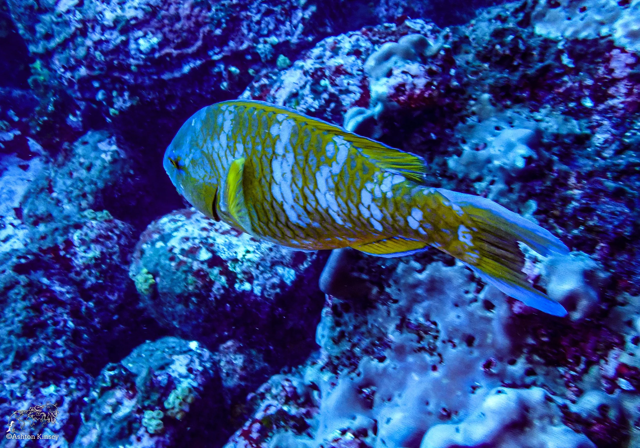 Wolf Island - Dive 1-8.jpg