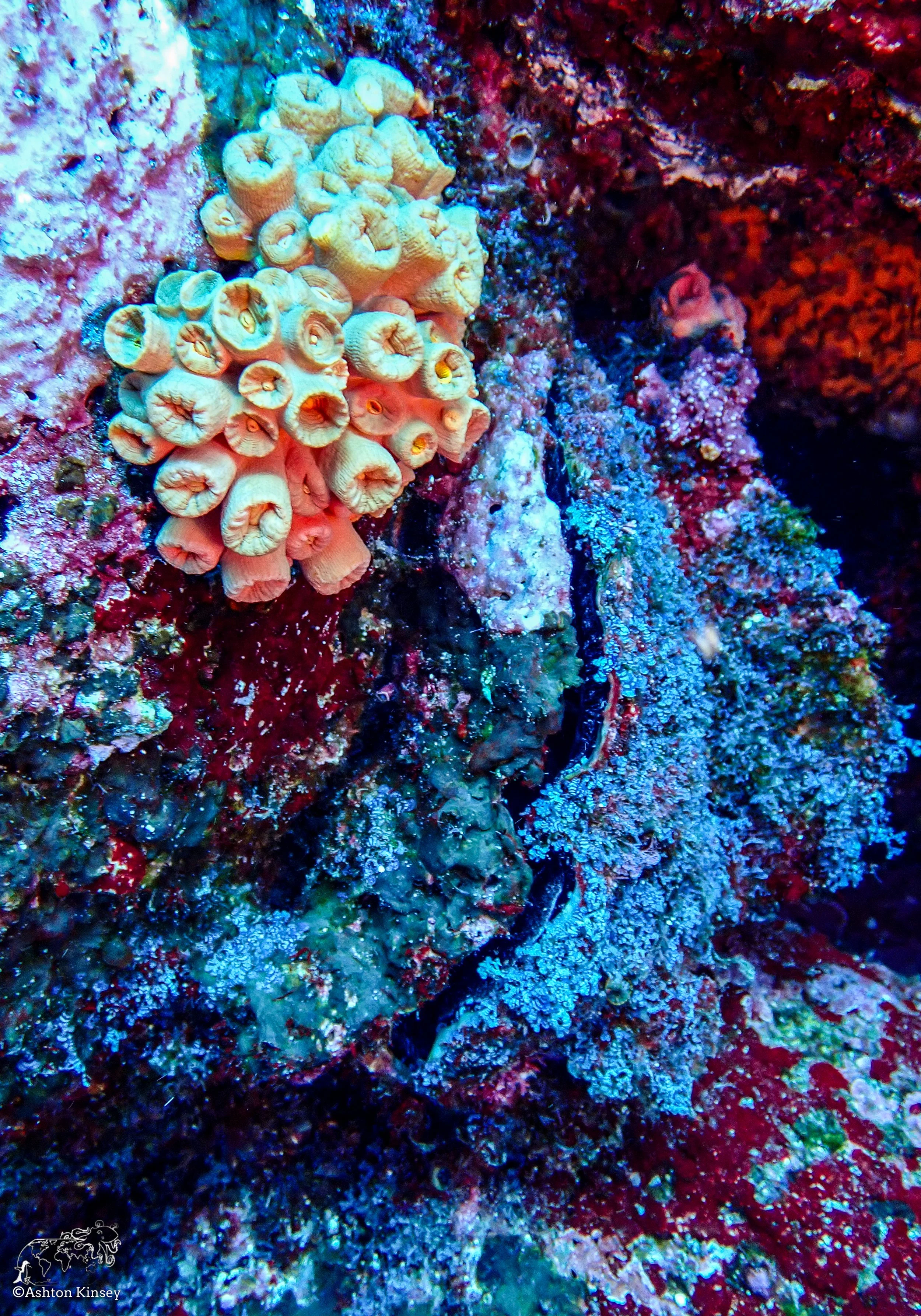 Wolf Island - Dive 15-1.jpg